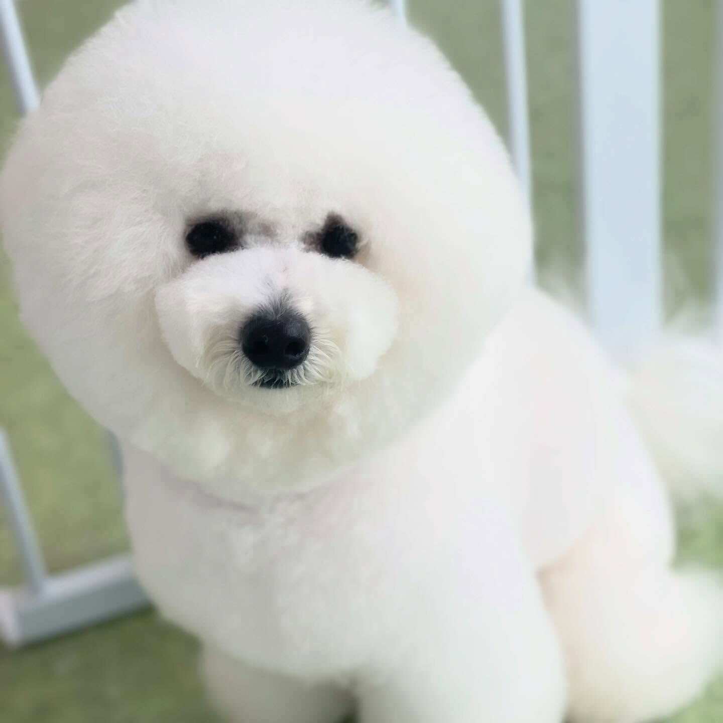 ウィンクするビション♡あざとい😉✨