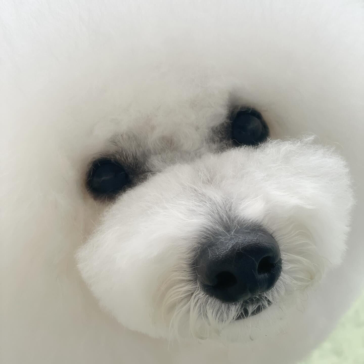 ウィンクするビション♡あざとい😉✨