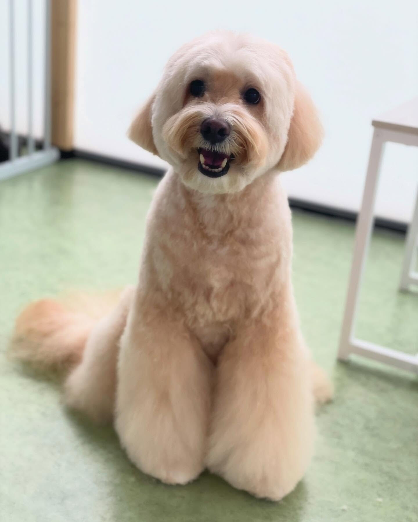 お母さんが恋しいコメちゃん…