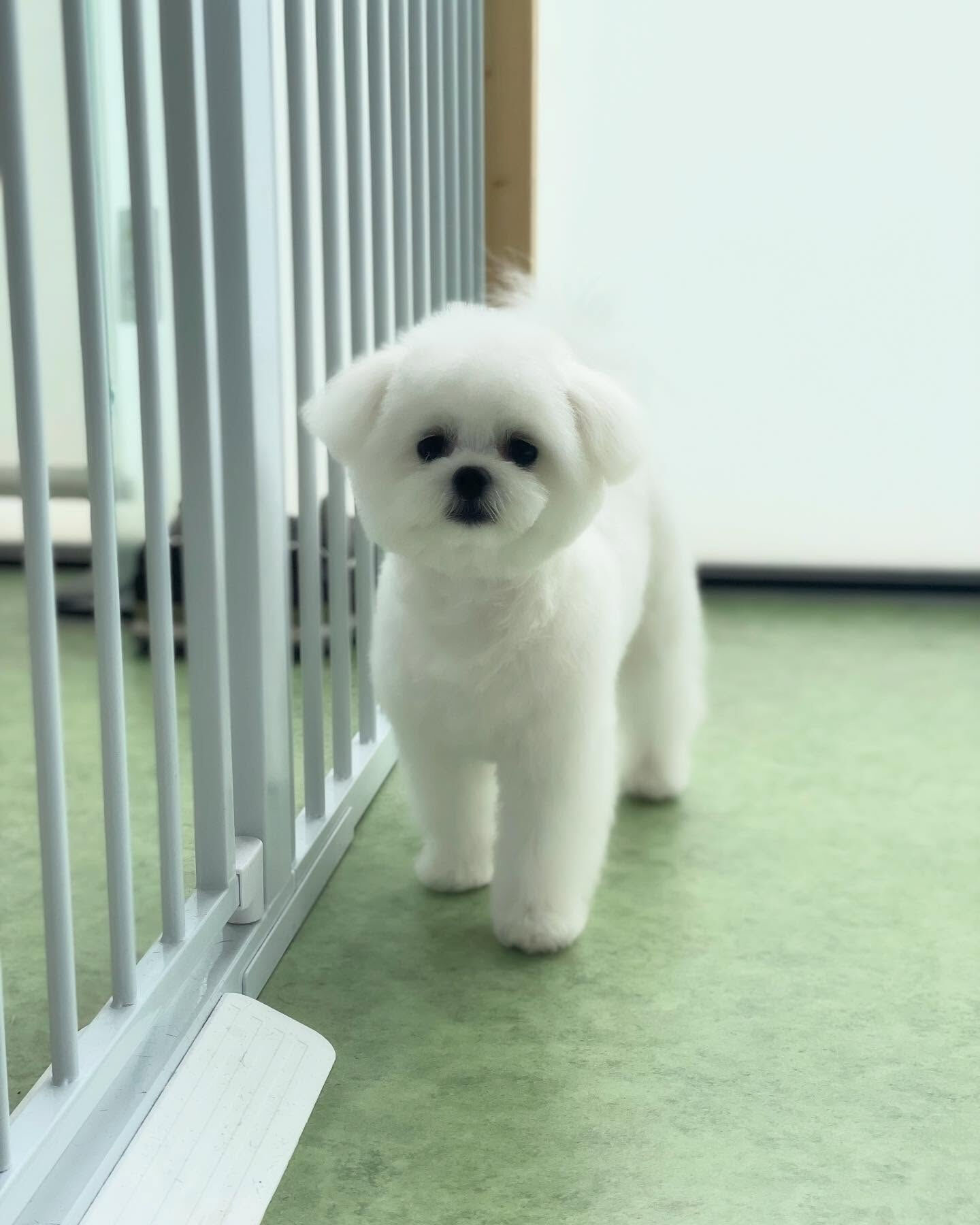 まるまるしててかわいい(〃ω〃)
