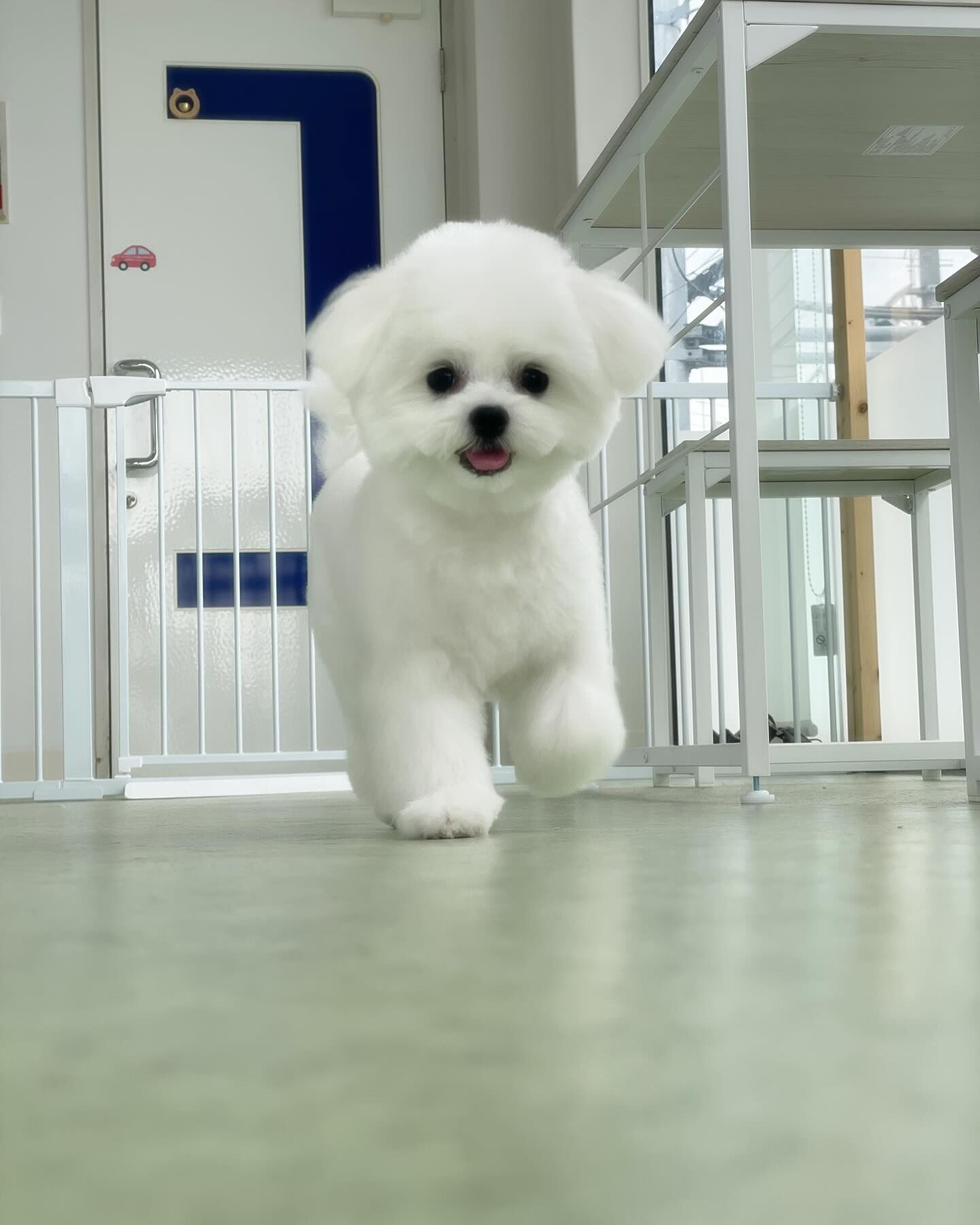 まるまるしててかわいい(〃ω〃)