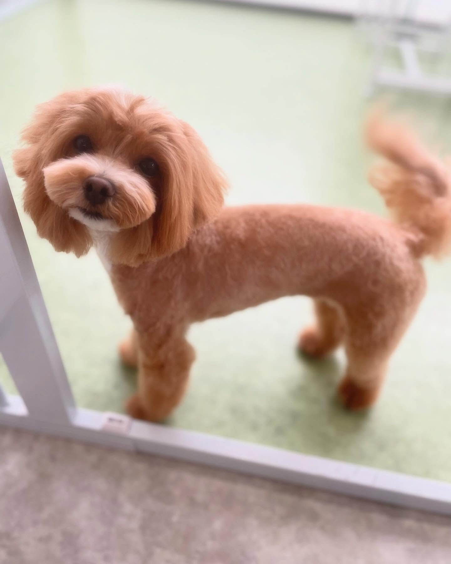 高校の同級生のわんちゃんがトリミングに来てくれました！