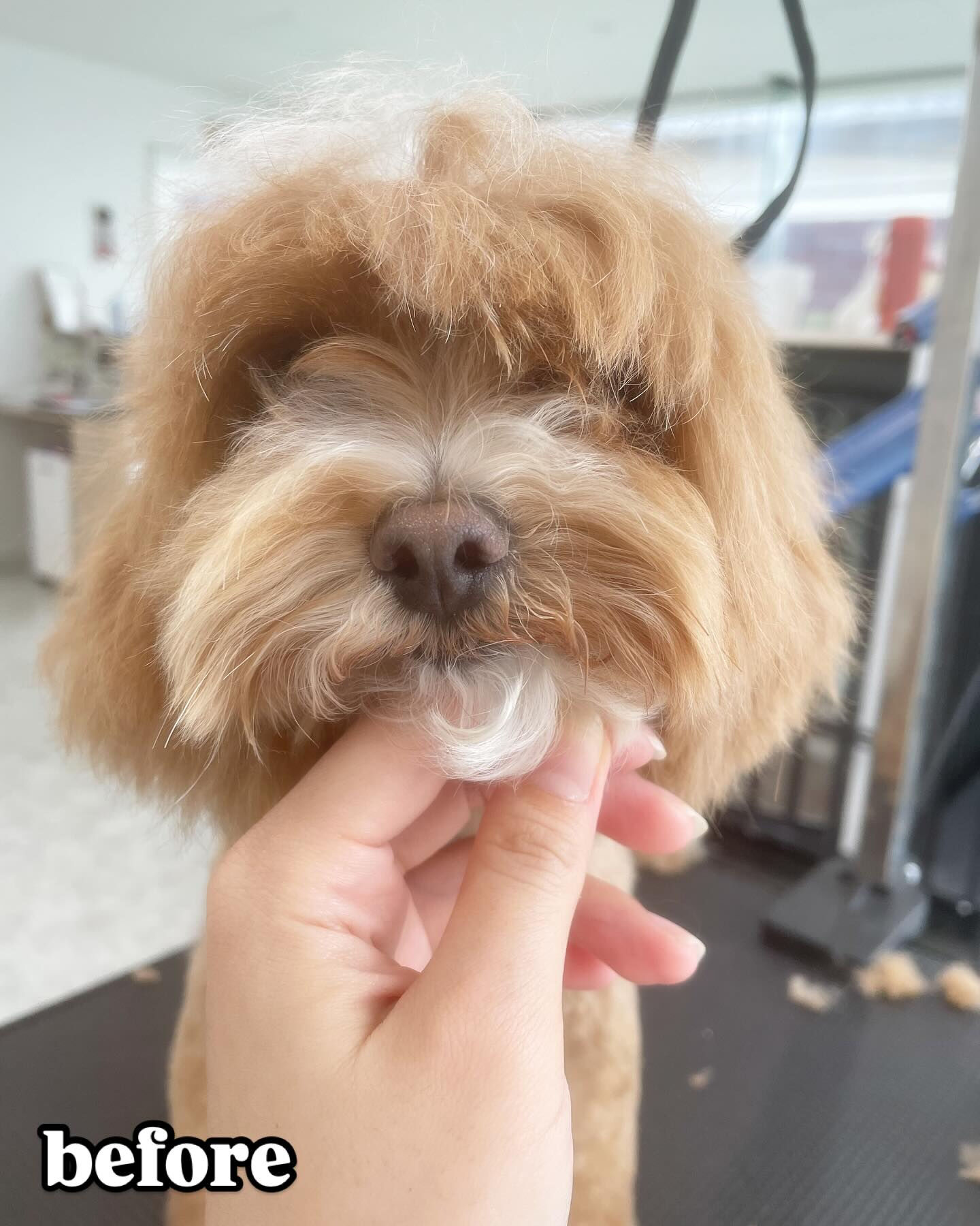 高校の同級生のわんちゃんがトリミングに来てくれました！