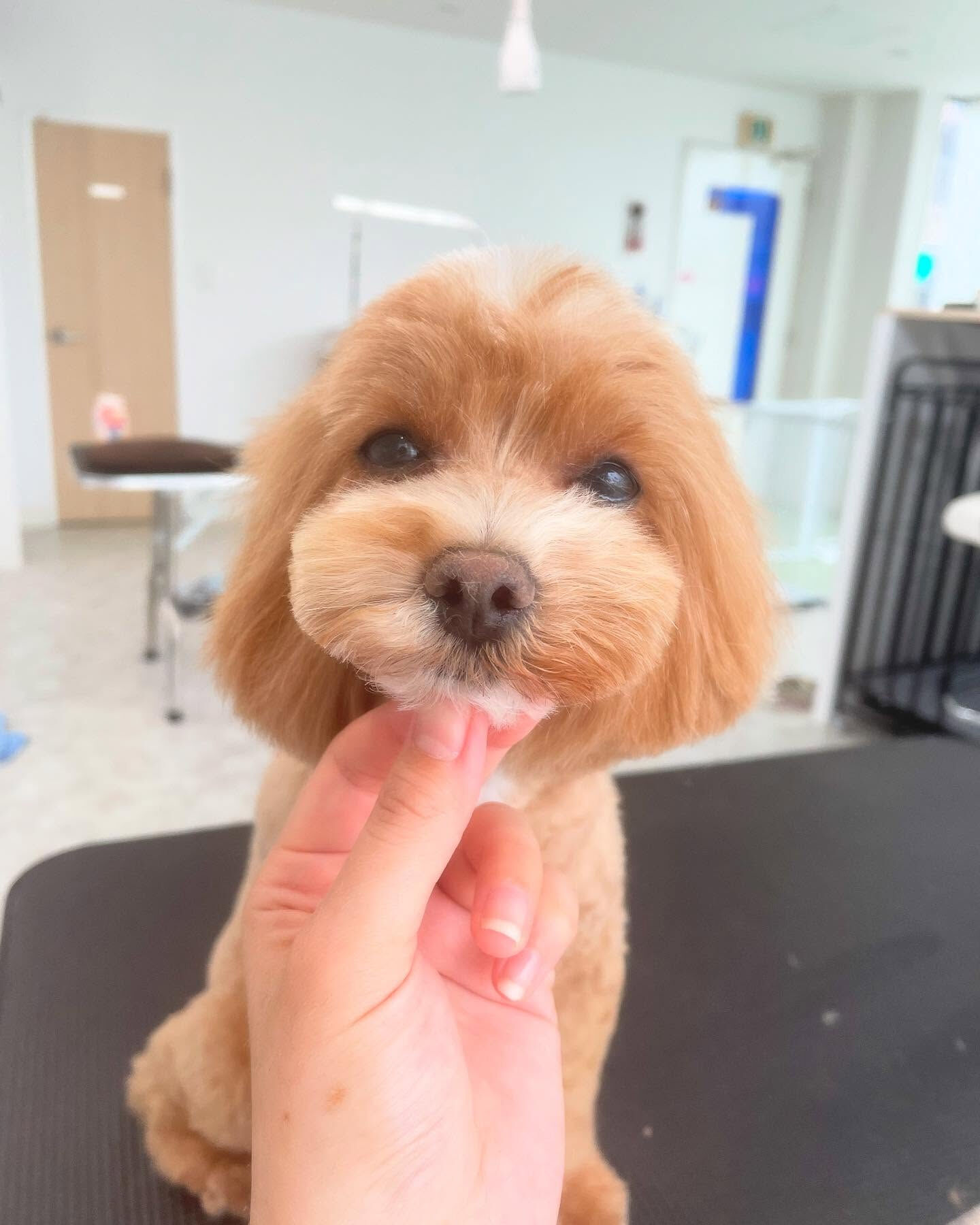 高校の同級生のわんちゃんがトリミングに来てくれました！