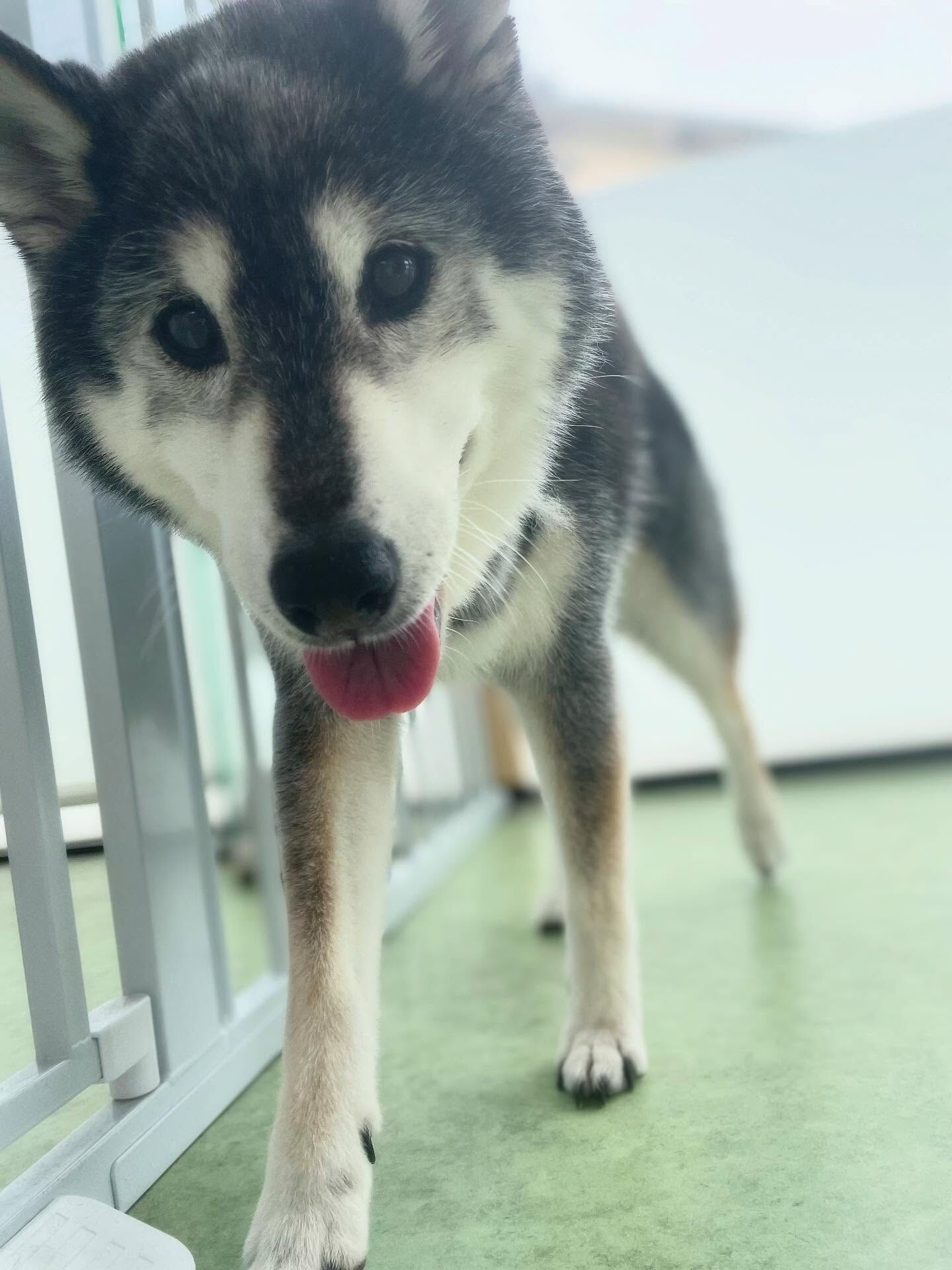 今日は暑すぎ(-｡-;