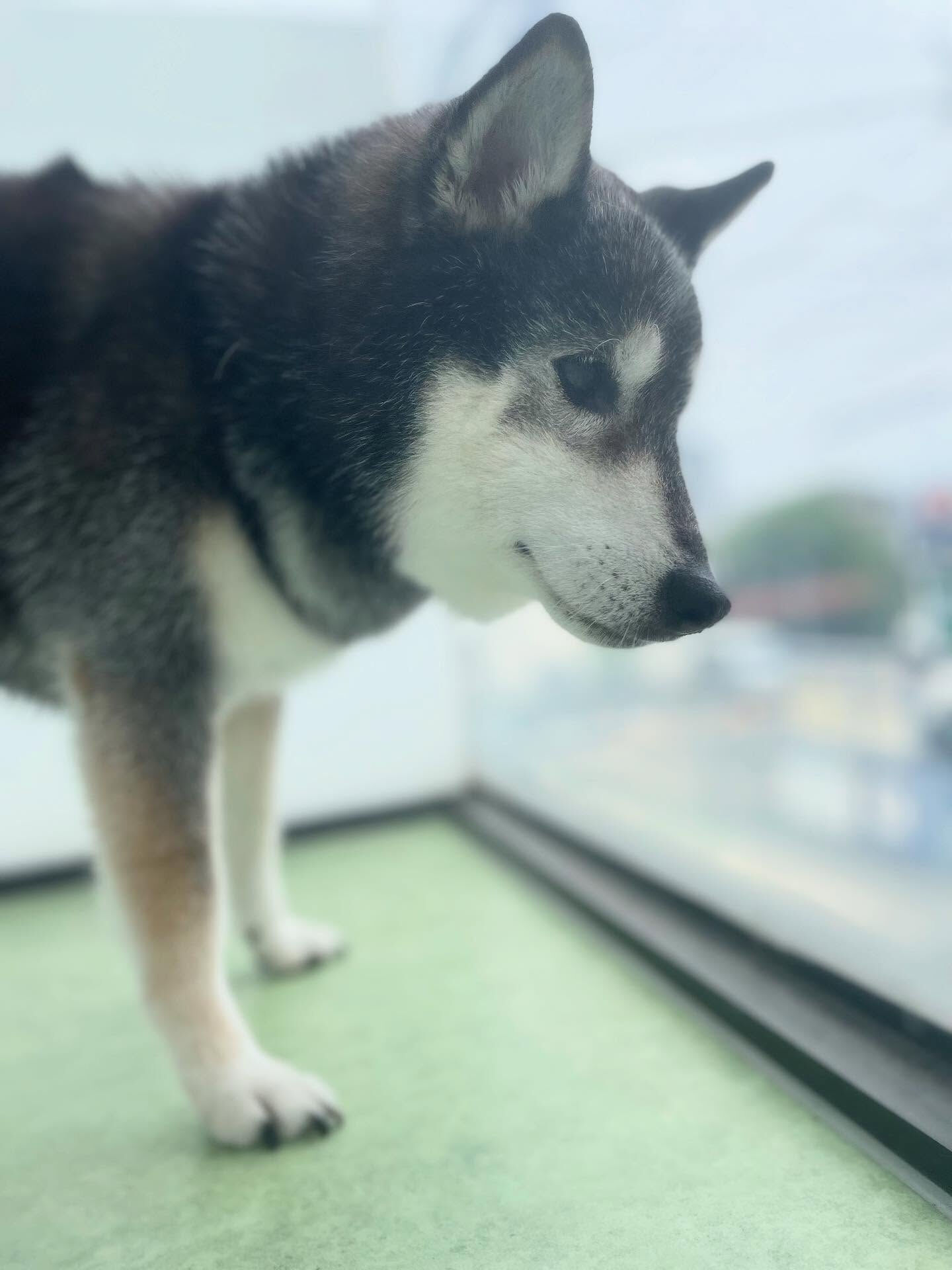 今日は暑すぎ(-｡-;
