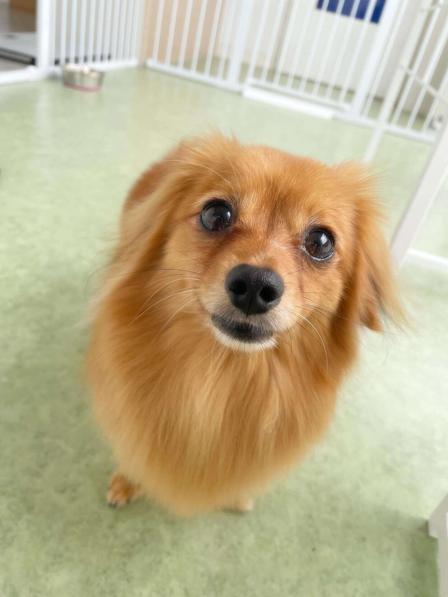 初めましてのこまちゃん♡