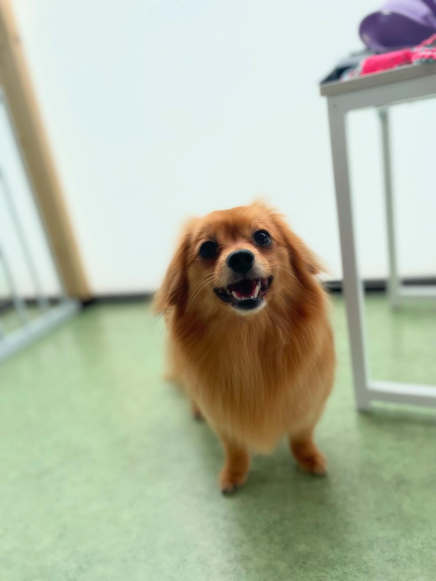 初めましてのこまちゃん♡