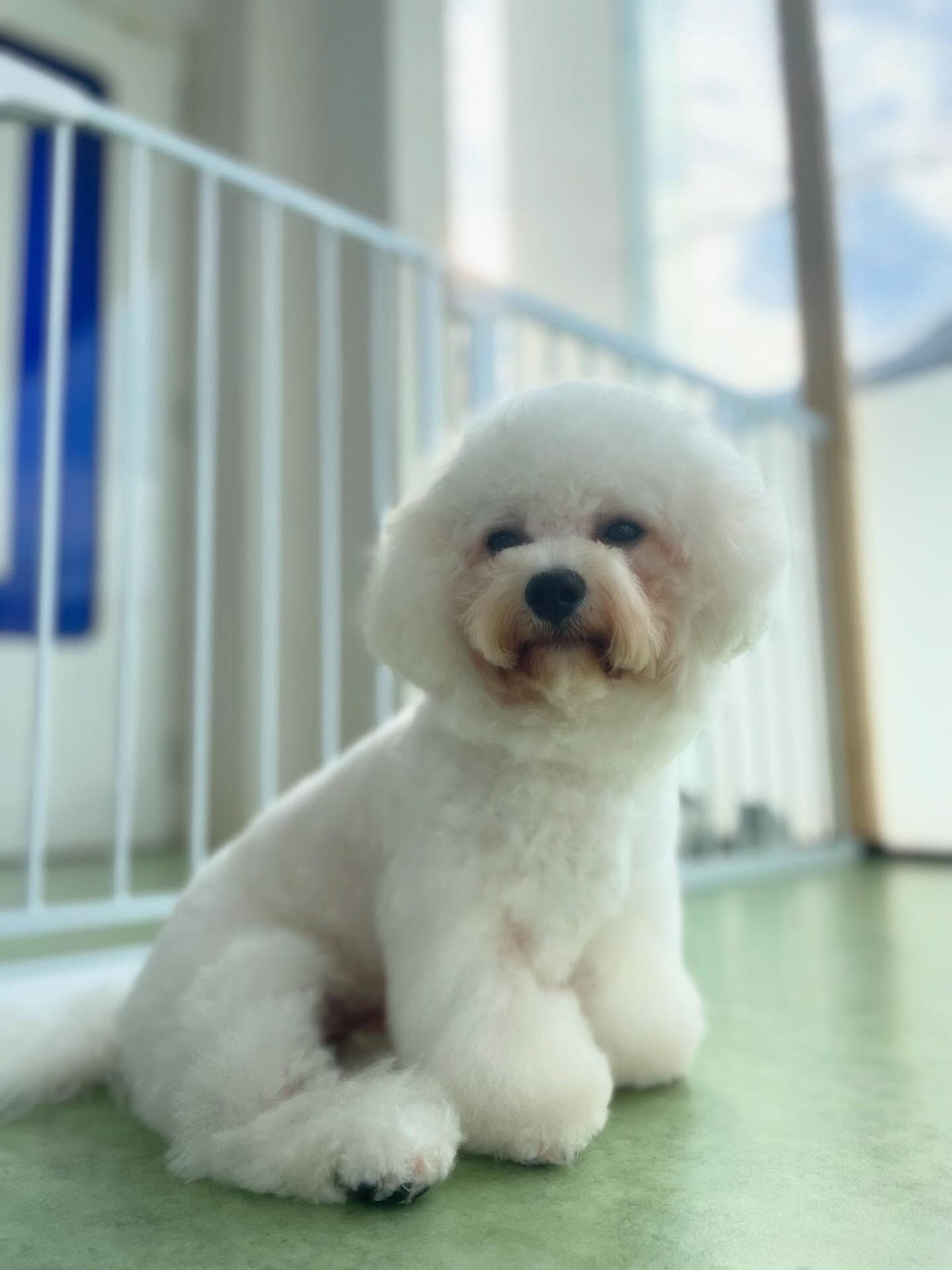 6ヶ月のパピーちゃん！落ち着きがすごい(ﾟoﾟ;;