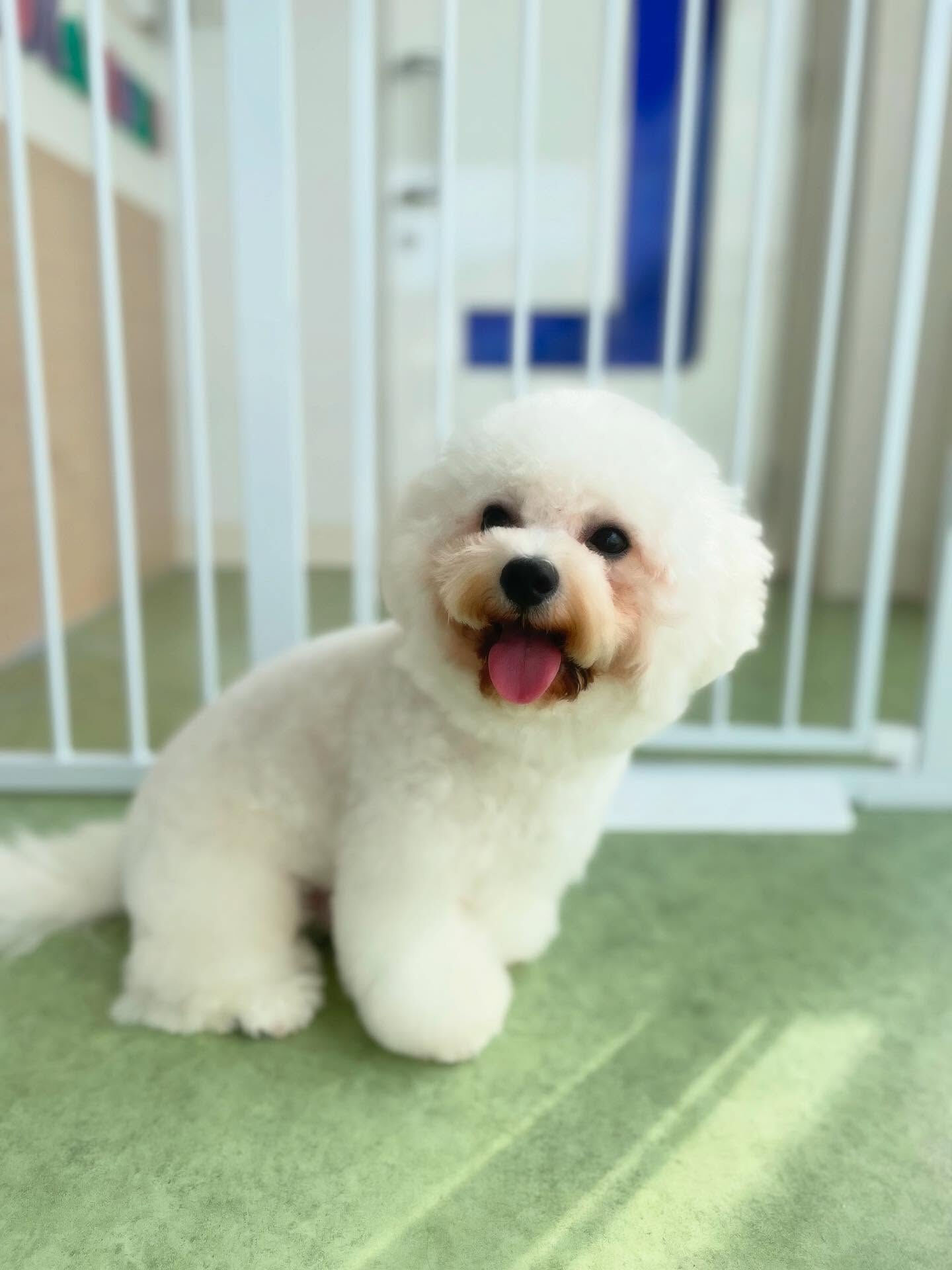 6ヶ月のパピーちゃん！落ち着きがすごい(ﾟoﾟ;;