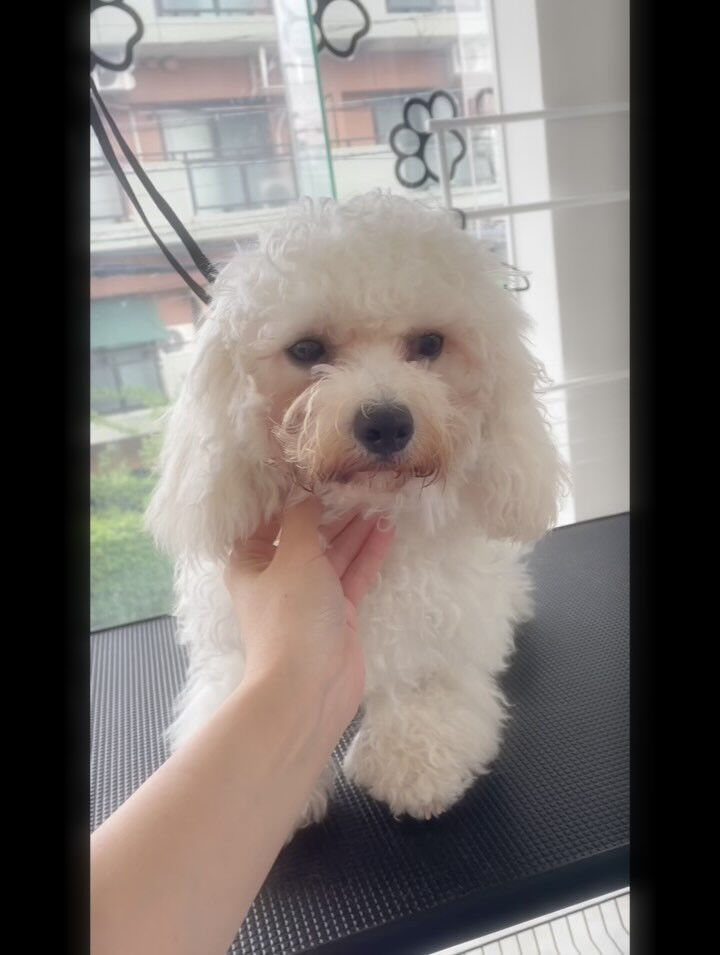 6ヶ月のパピーちゃん！落ち着きがすごい(ﾟoﾟ;;