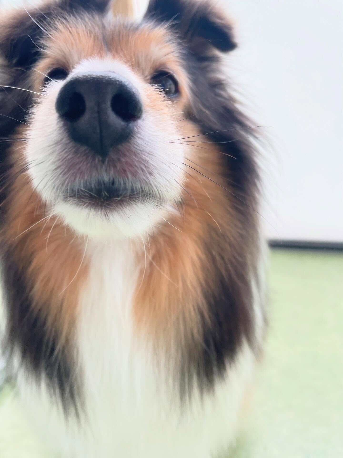 今日はシェルティのきなこちゃんとジャックラッセルテリアのちょ