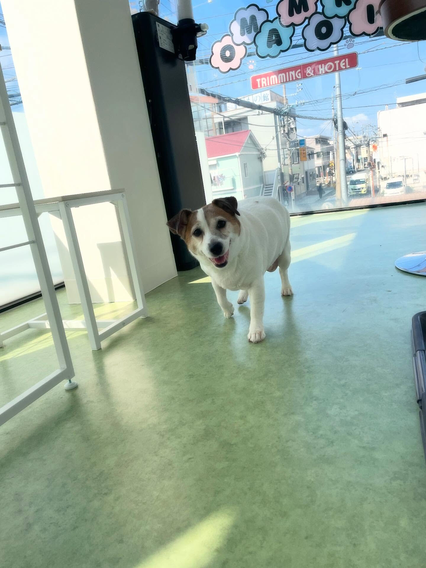 今日はシェルティのきなこちゃんとジャックラッセルテリアのちょ