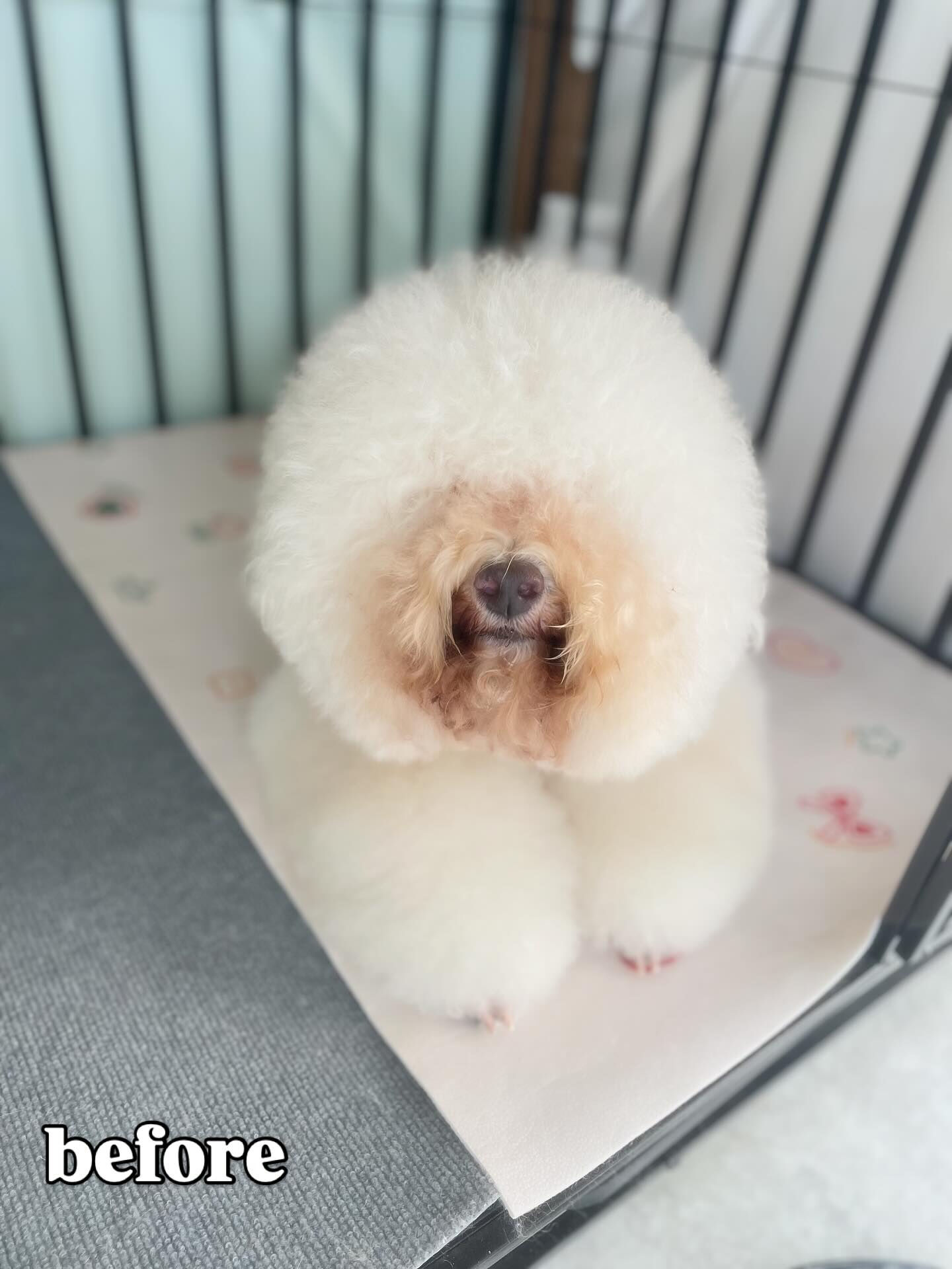 まるまるシエルちゃん、やっぱりかわいー(^з^)-♡