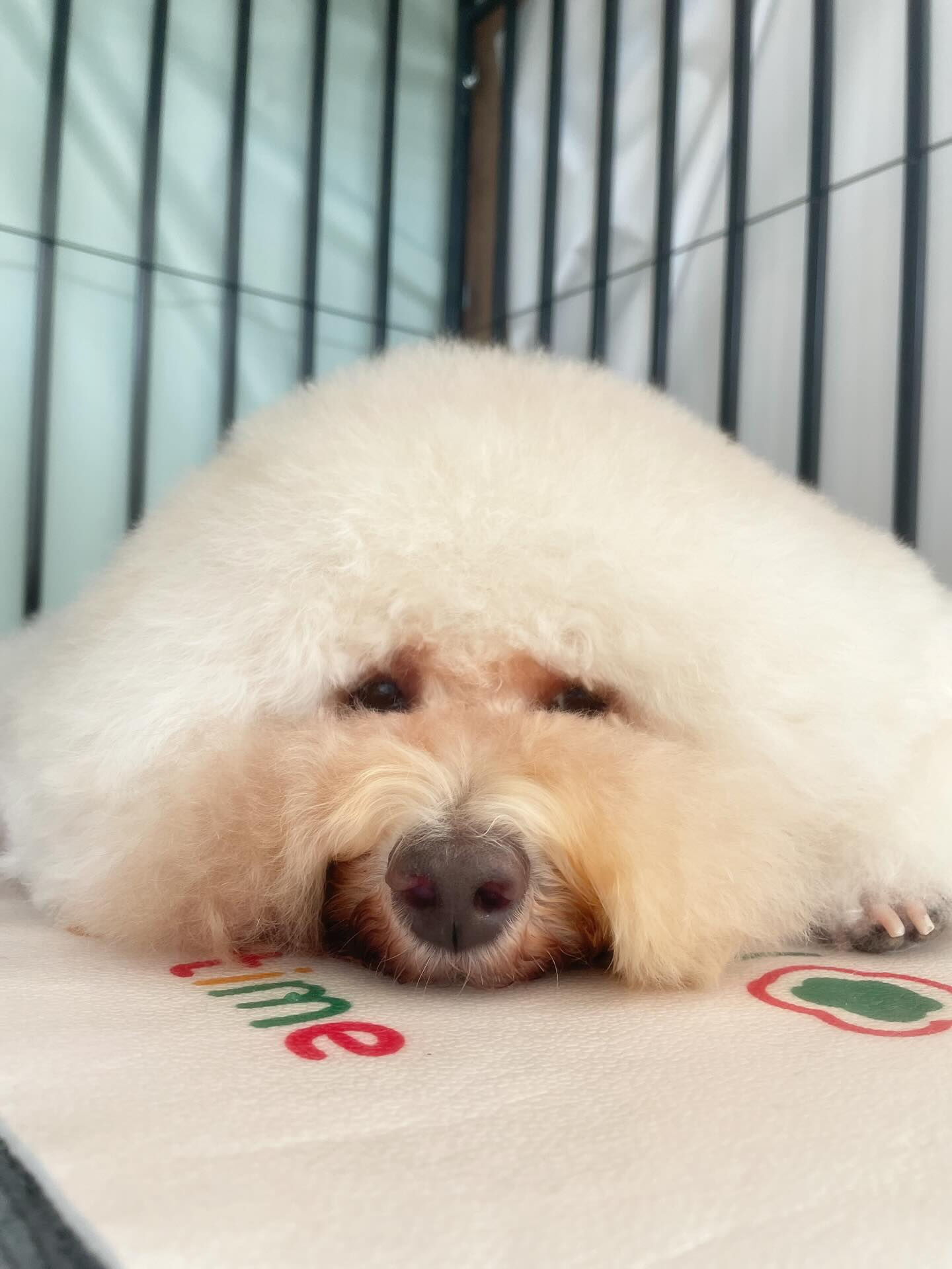 まるまるシエルちゃん、やっぱりかわいー(^з^)-♡