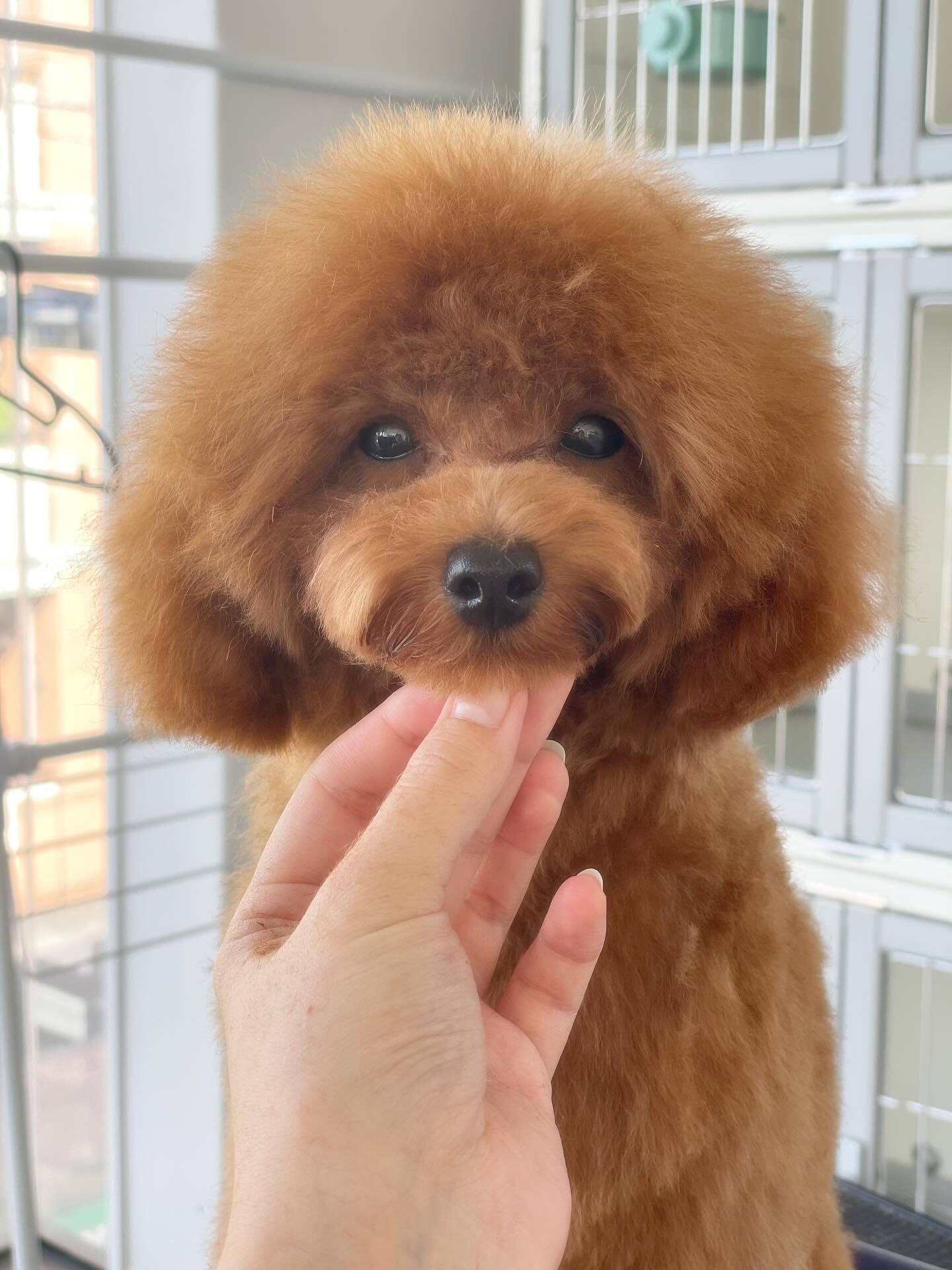 パピーのYuccaくん、オンオフがしっかりできる子！
