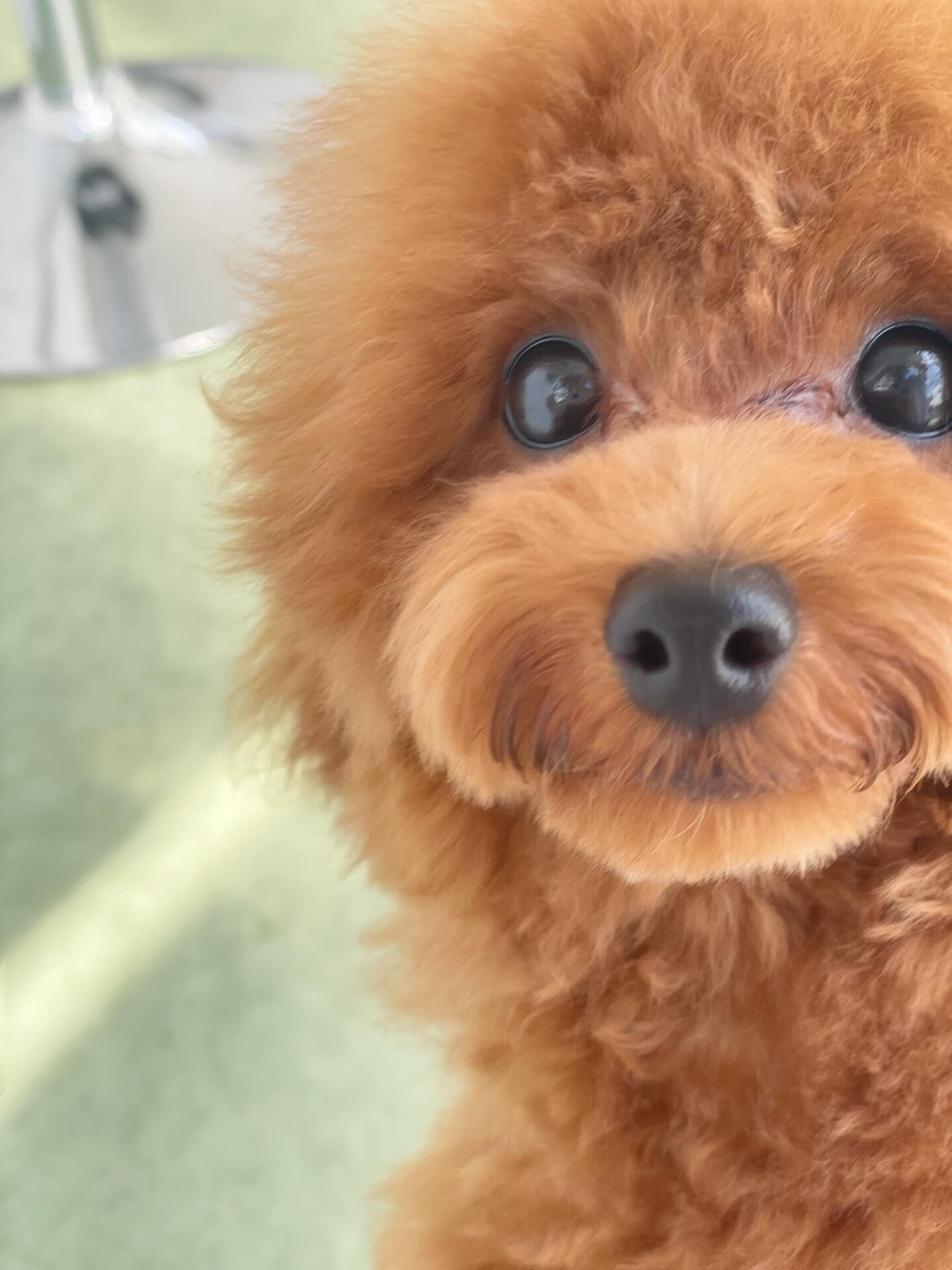 パピーのYuccaくん、オンオフがしっかりできる子！