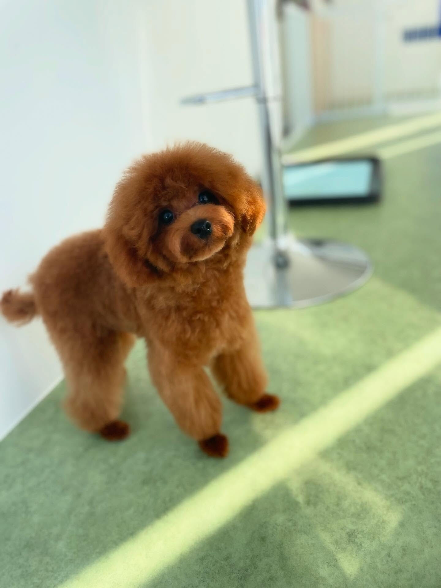 パピーのYuccaくん、オンオフがしっかりできる子！