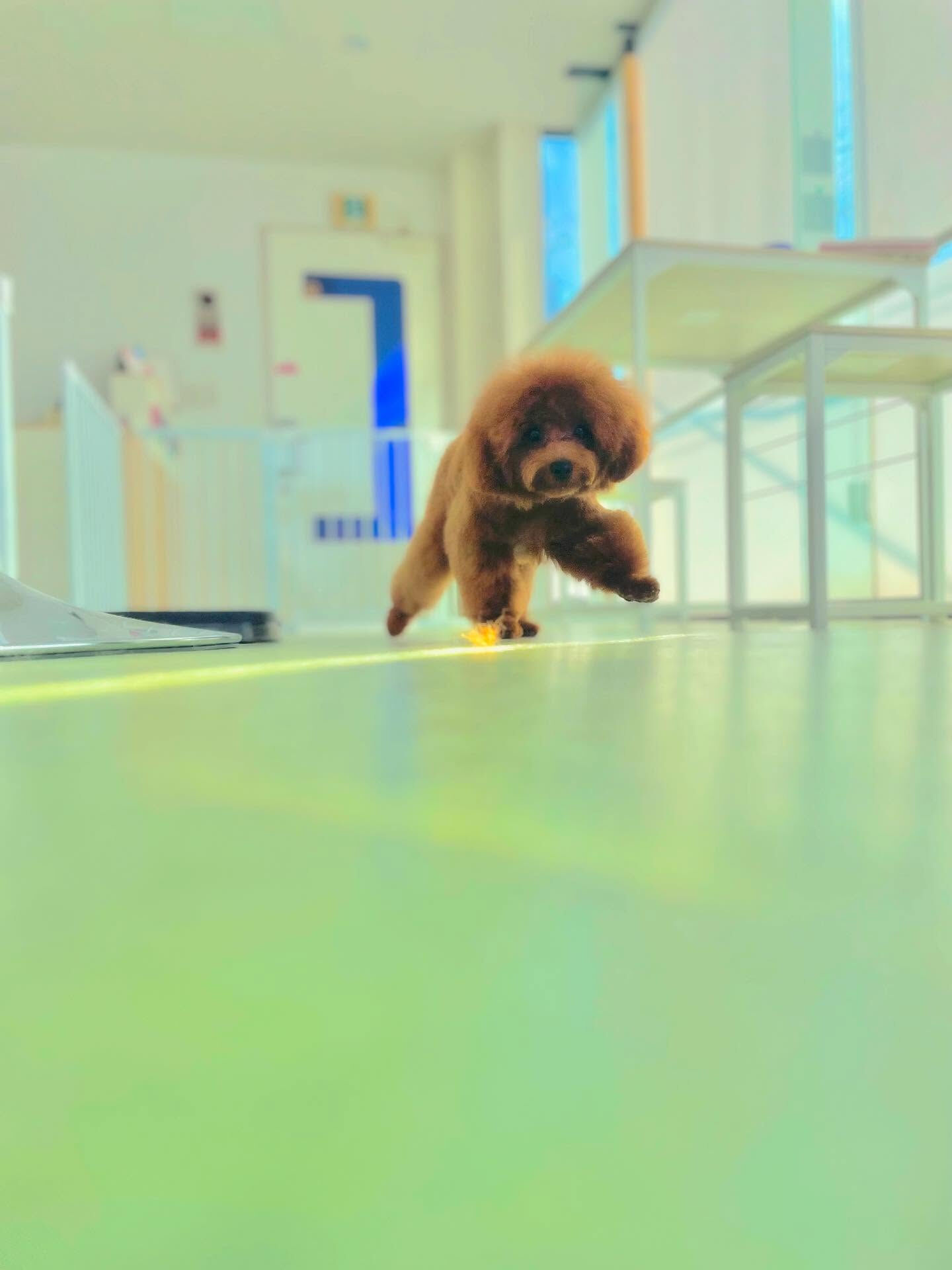 パピーのYuccaくん、オンオフがしっかりできる子！