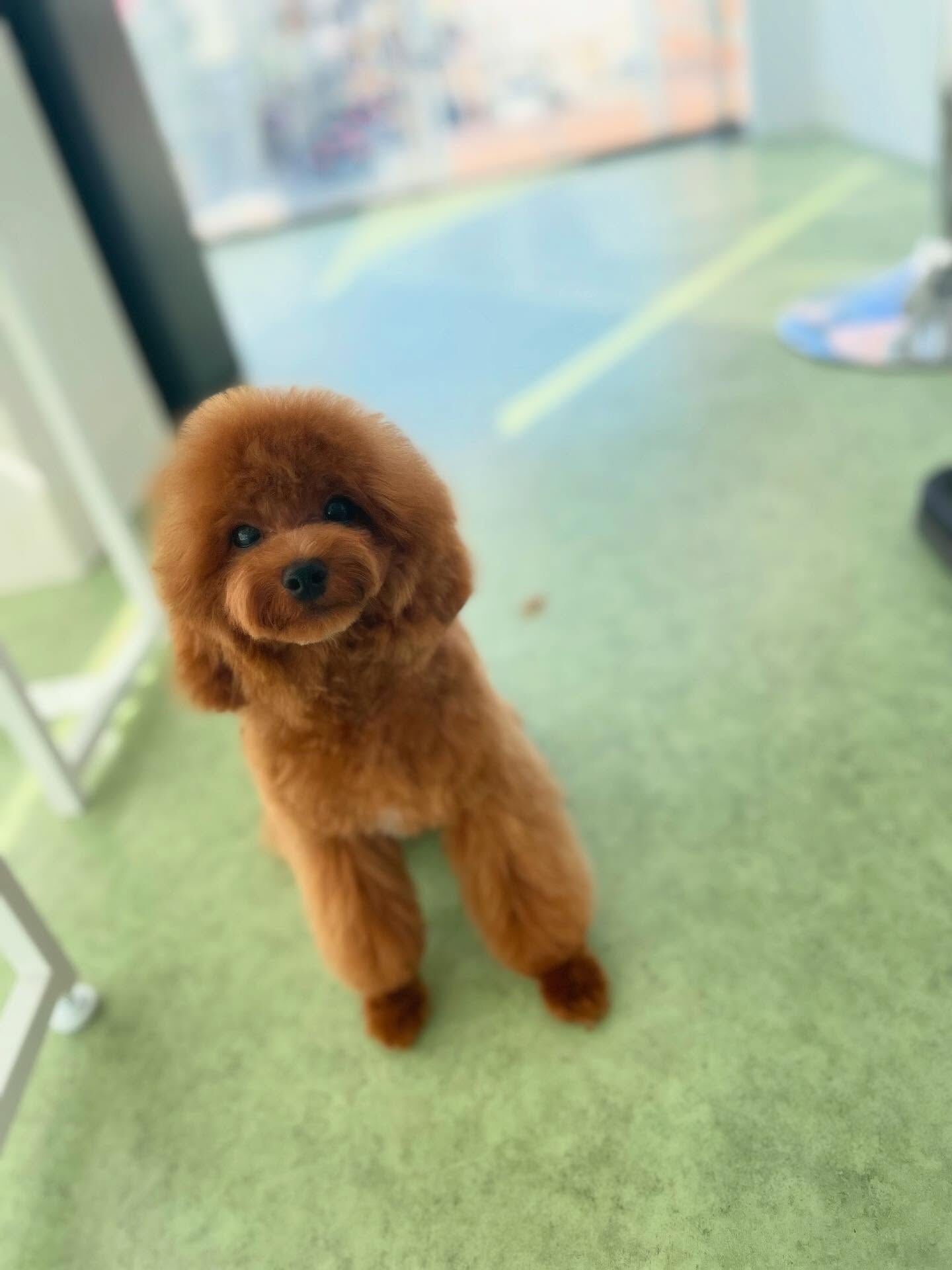 パピーのYuccaくん、オンオフがしっかりできる子！