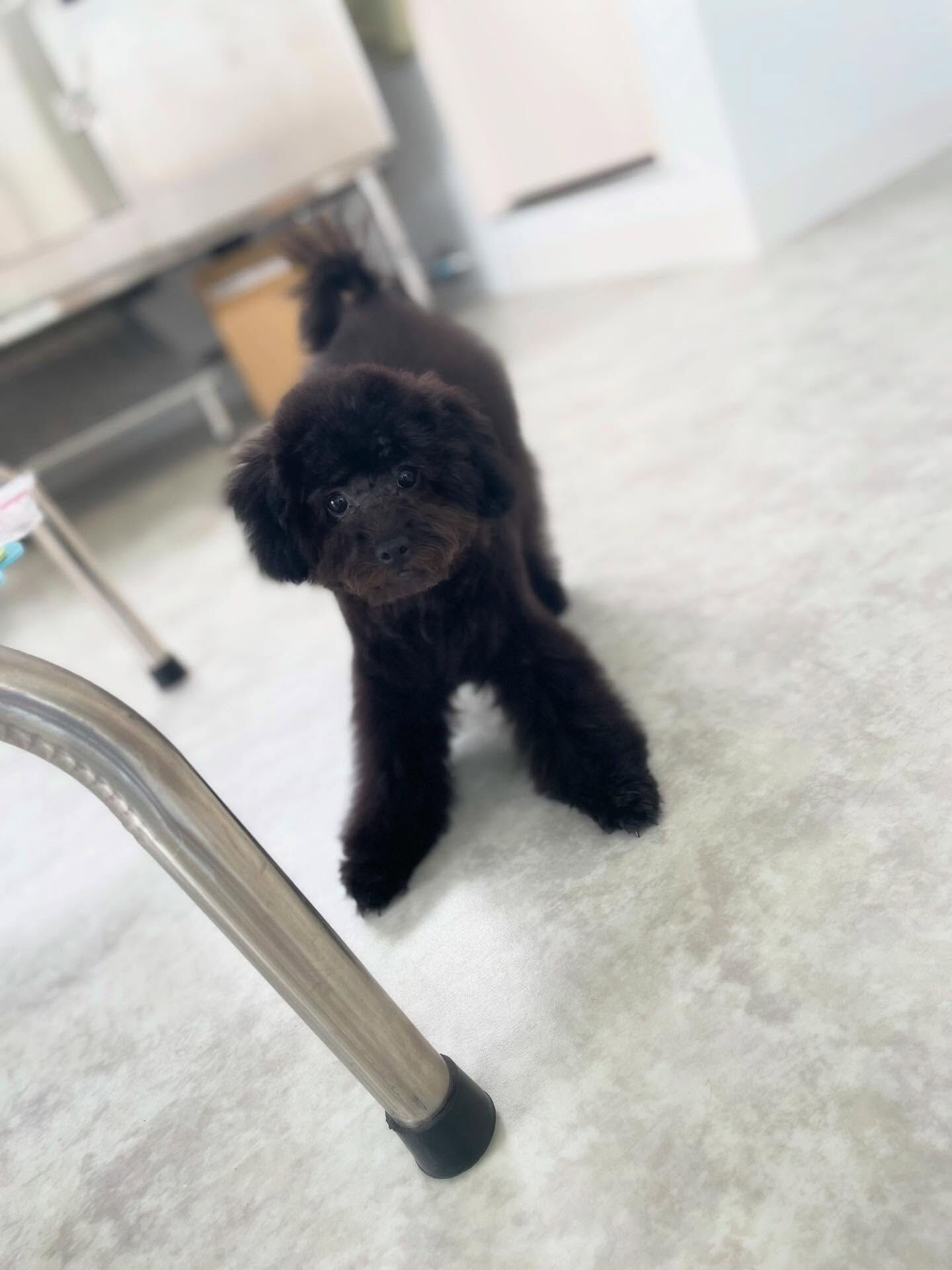 パピーちゃんの毛ってふかふかでいいよねー( ˊ̱˂˃ˋ̱ )