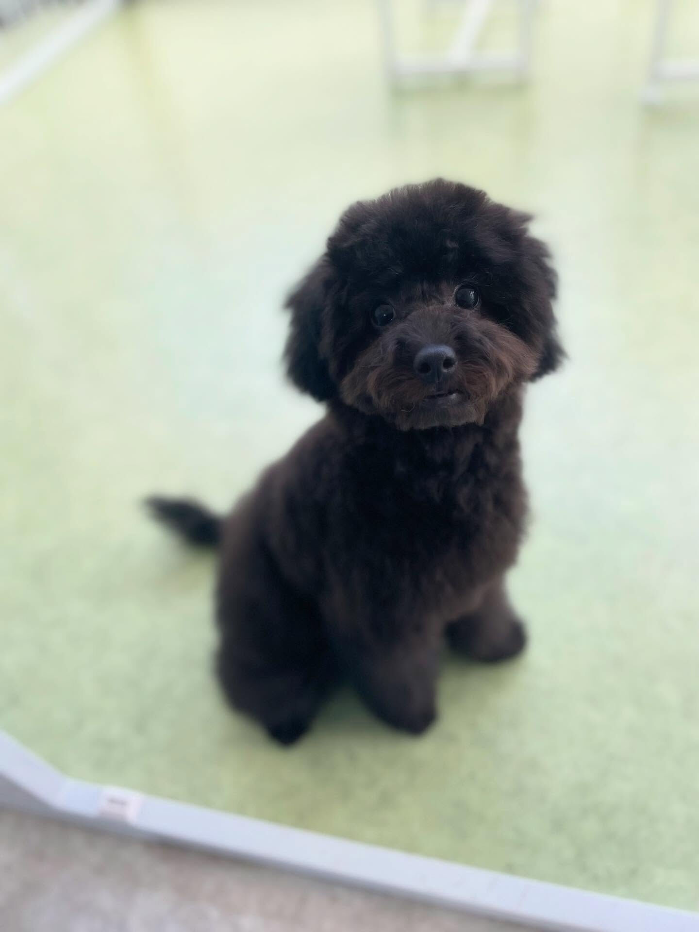 パピーちゃんの毛ってふかふかでいいよねー( ˊ̱˂˃ˋ̱ )