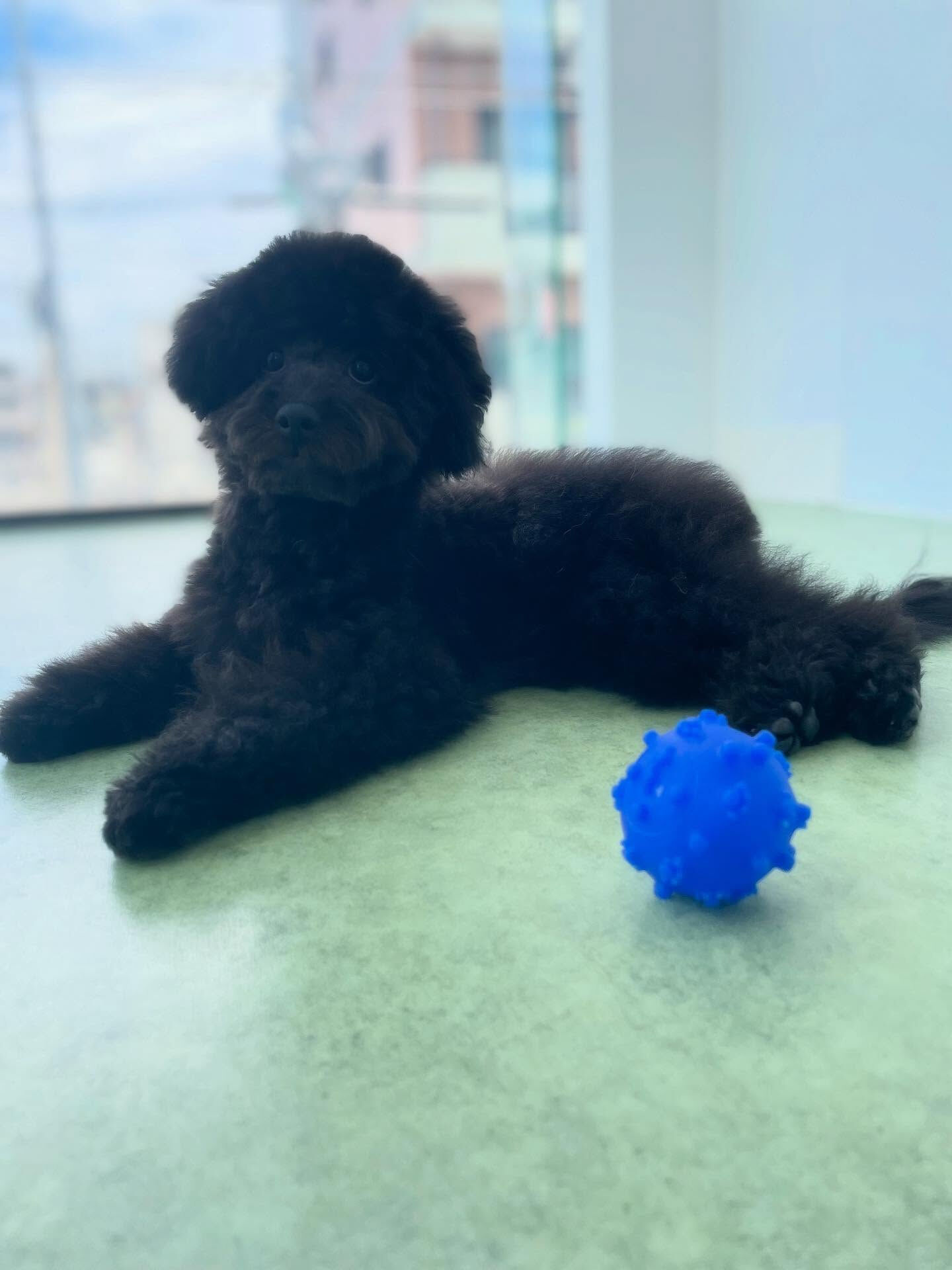 パピーちゃんの毛ってふかふかでいいよねー( ˊ̱˂˃ˋ̱ )