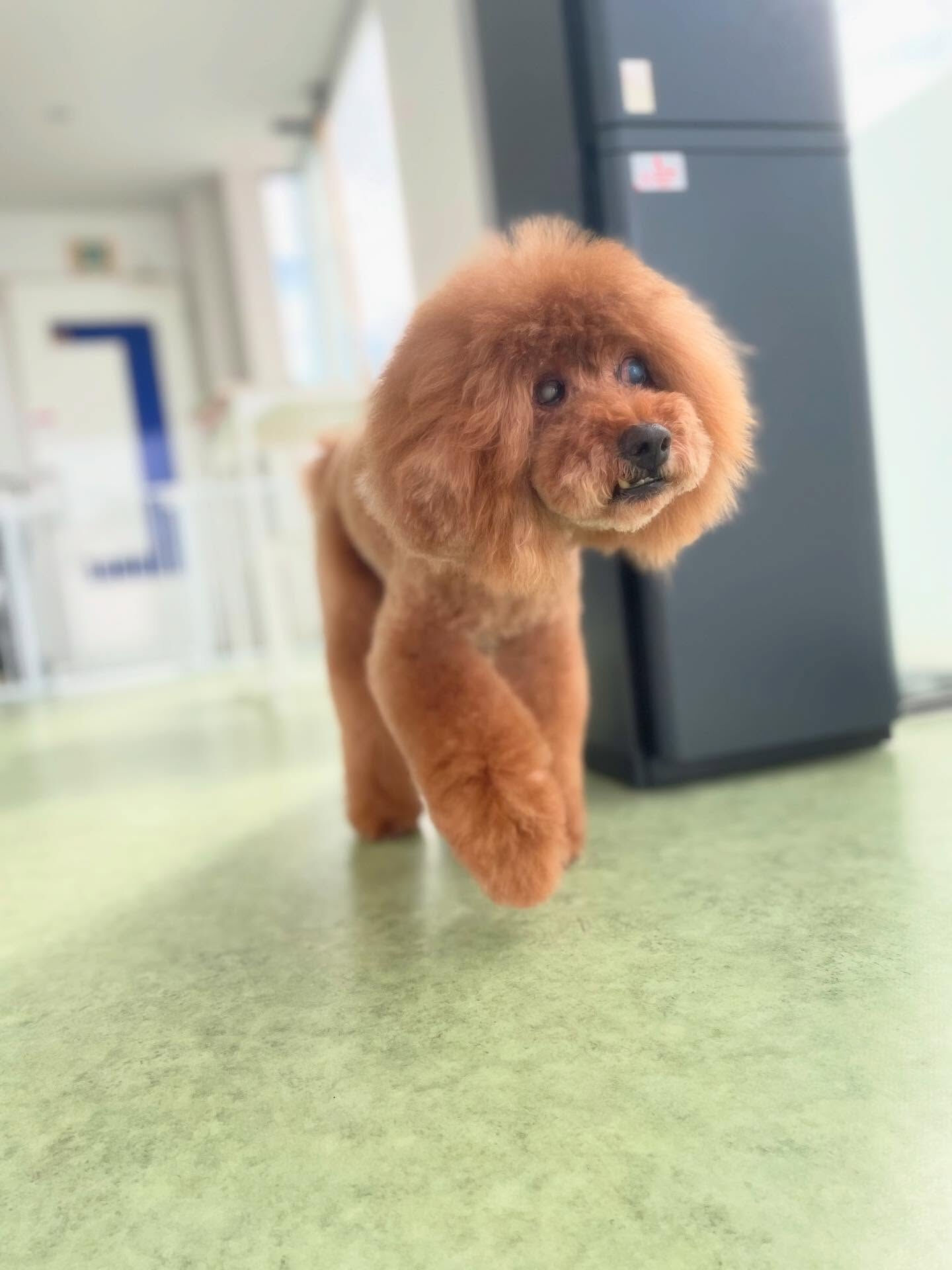 モコモコからスッキリ丸く✨