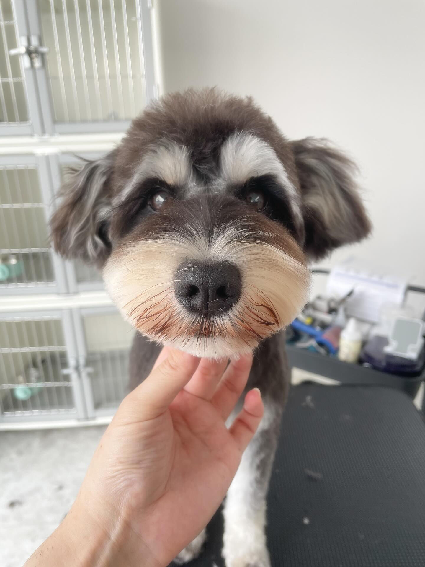 シュナちゃんのベア風カット！かわいいよー♡(´ε｀ )