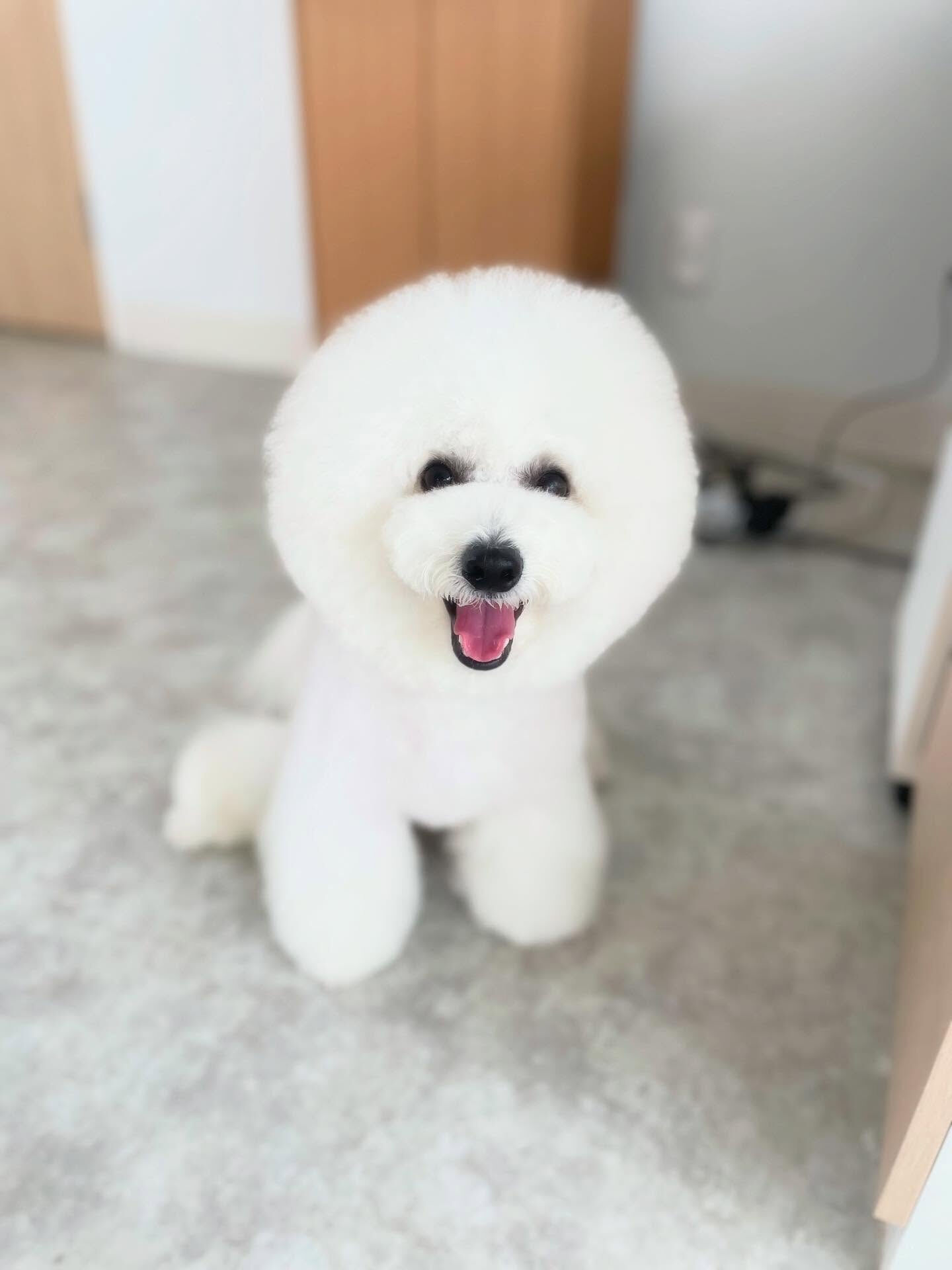 プッチくん来店ありがと！