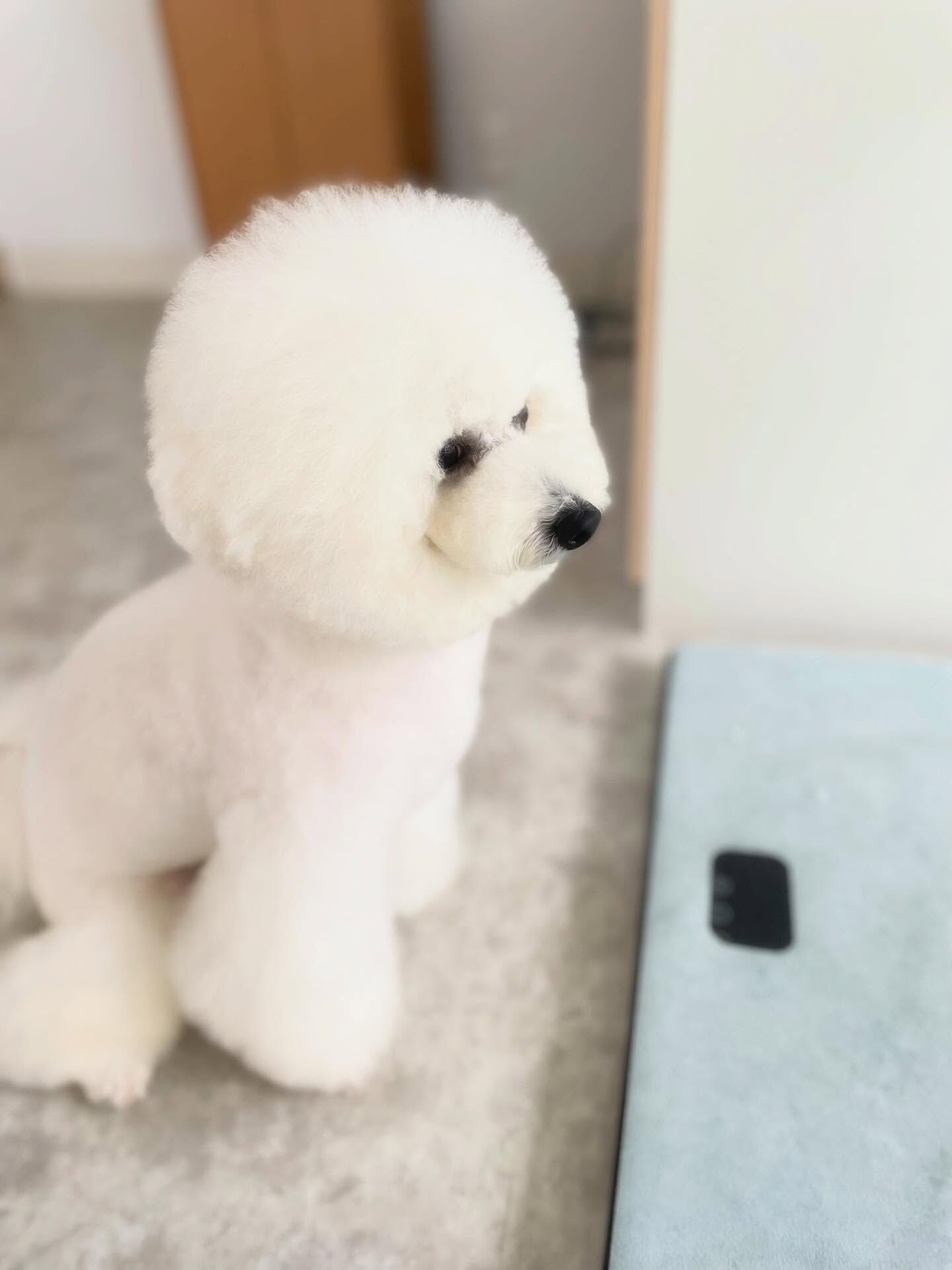 プッチくん来店ありがと！