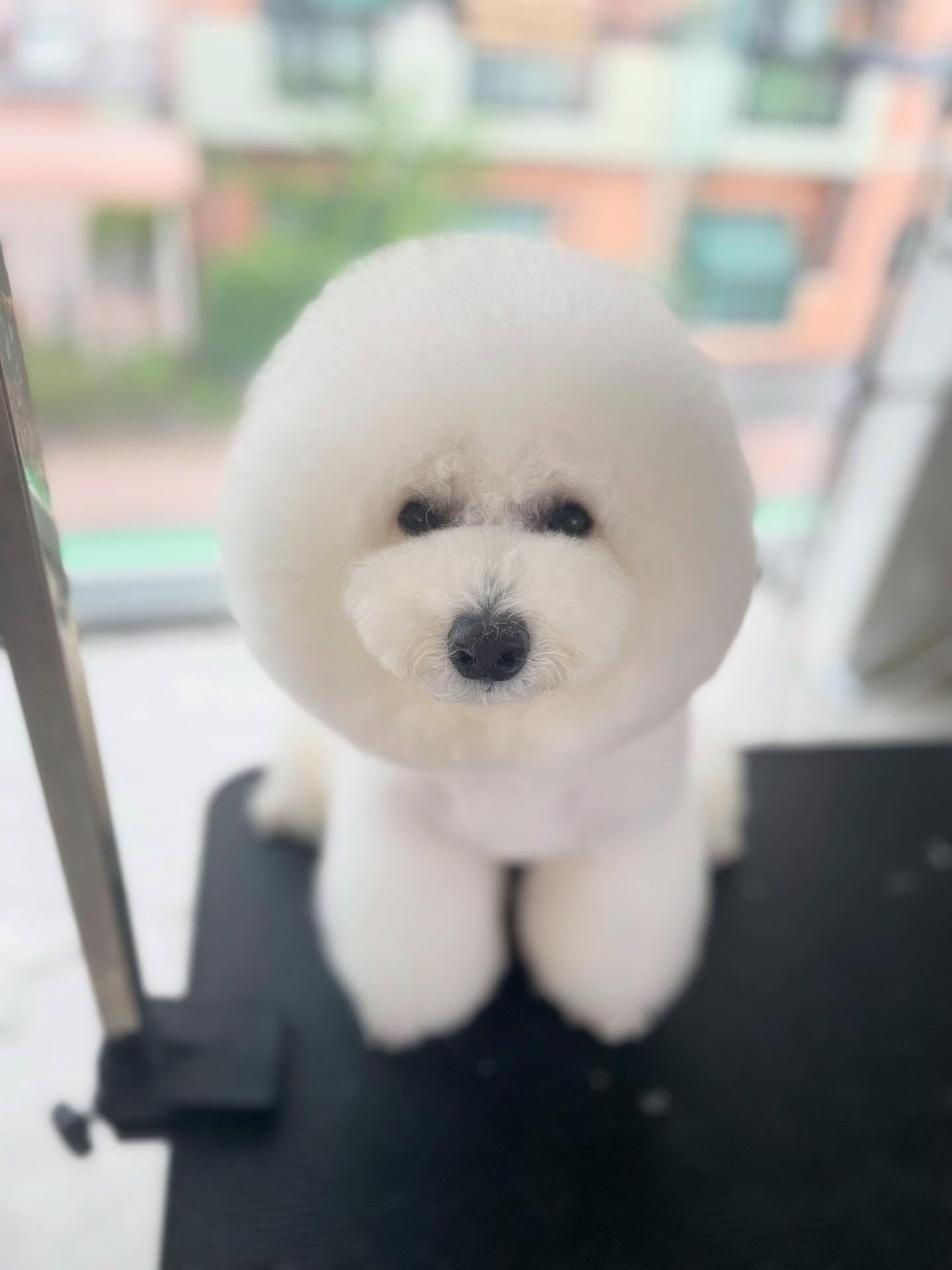 プッチくん来店ありがと！