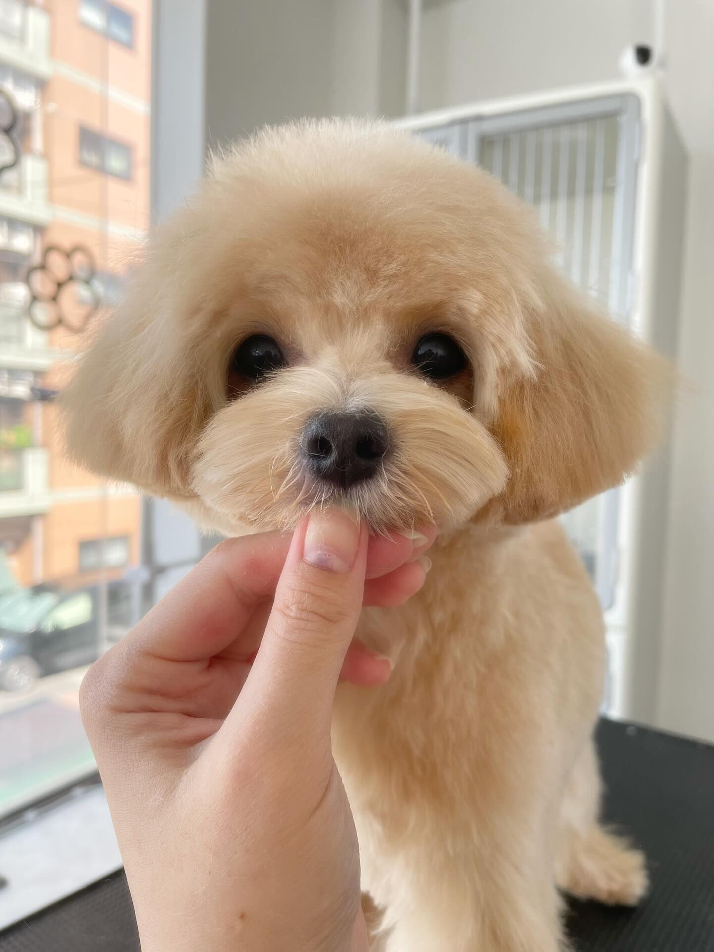 お預かりのラテちゃんとロアくん！