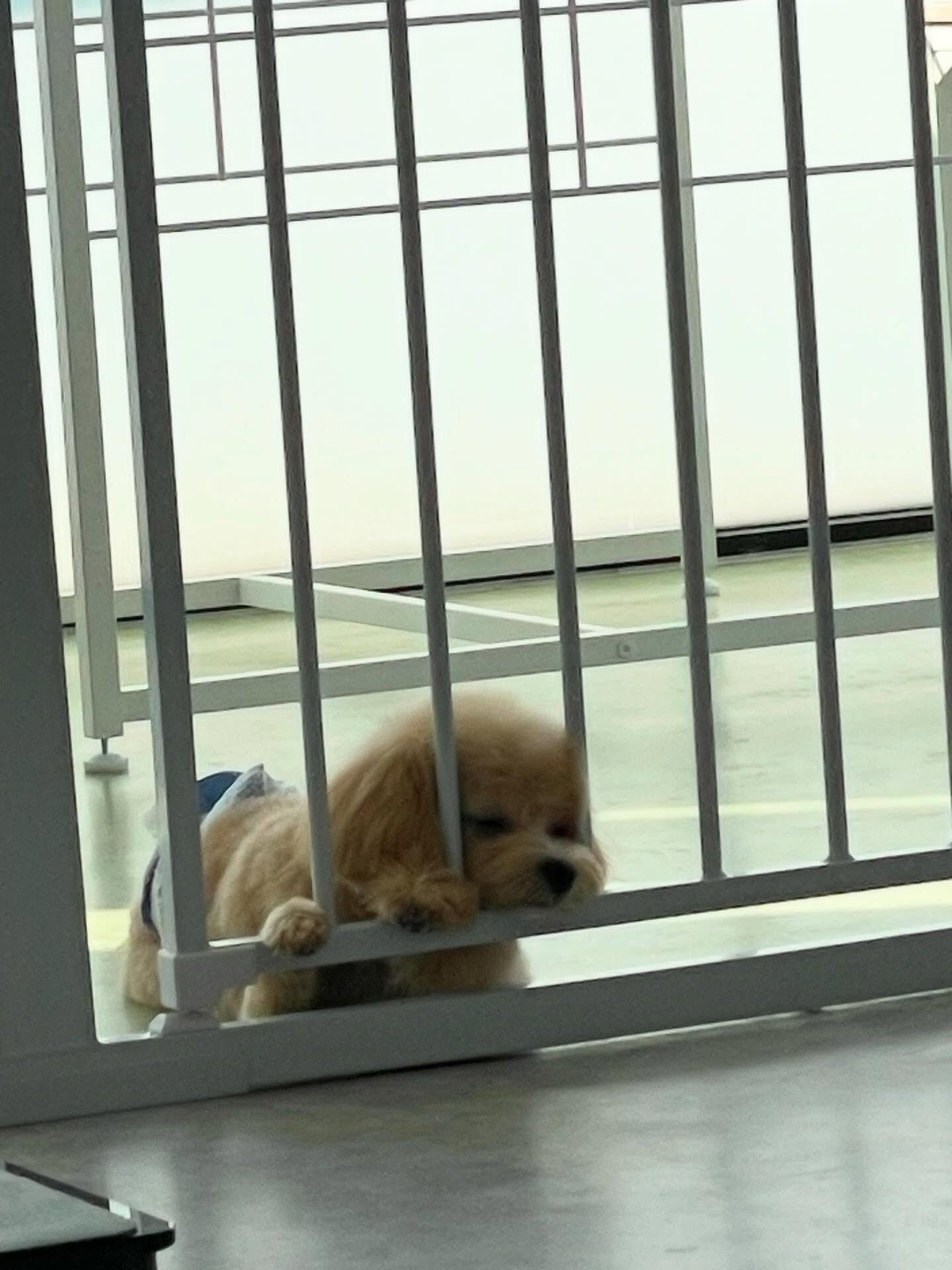 お預かりのラテちゃんとロアくん！