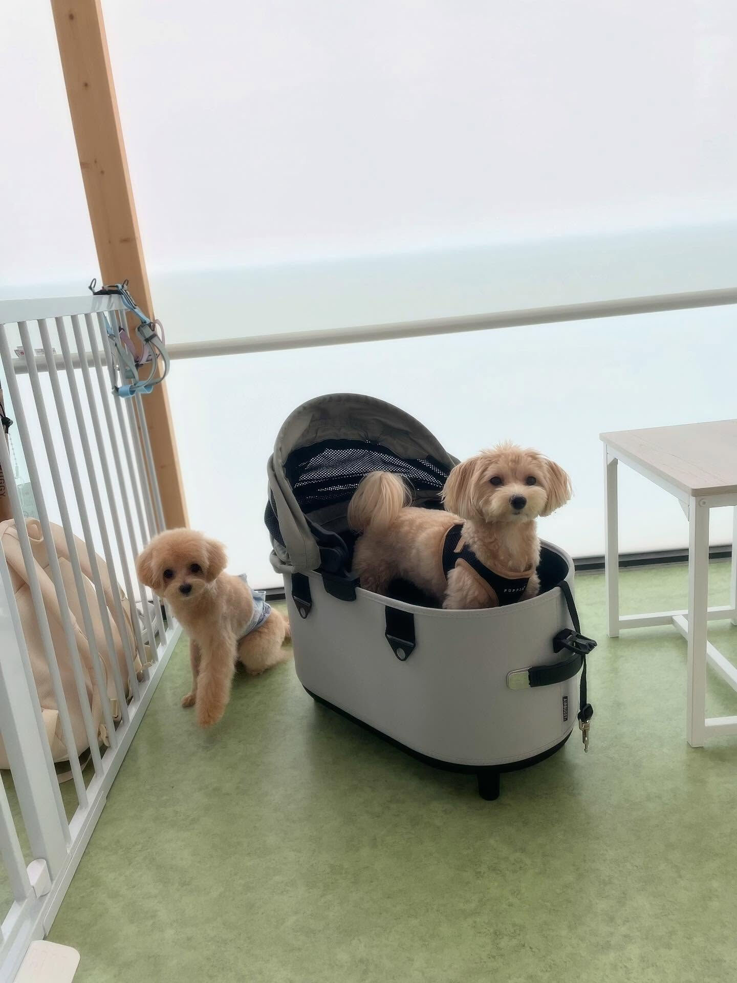 お預かりのラテちゃんとロアくん！