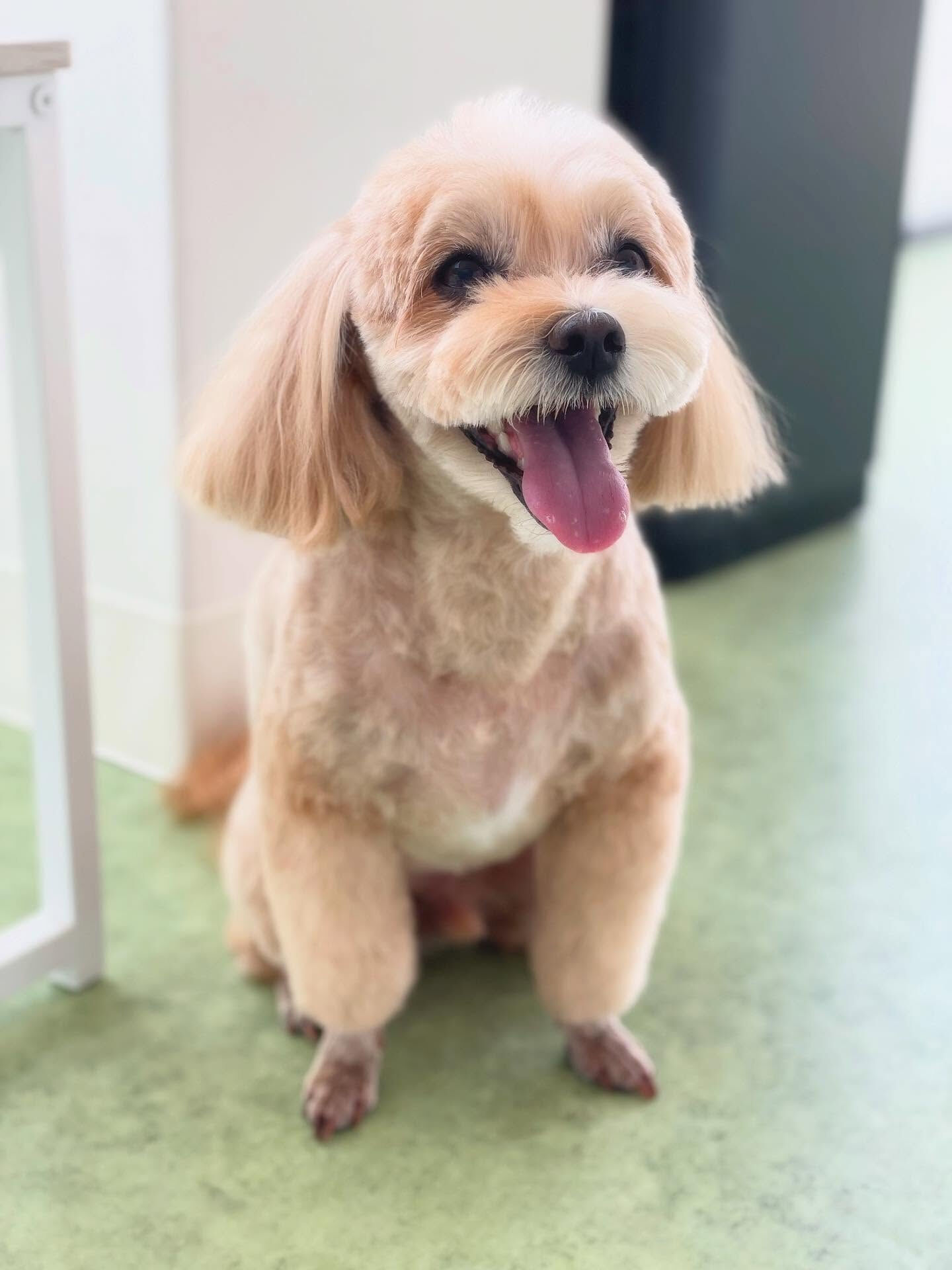 可愛いミックスたち♡