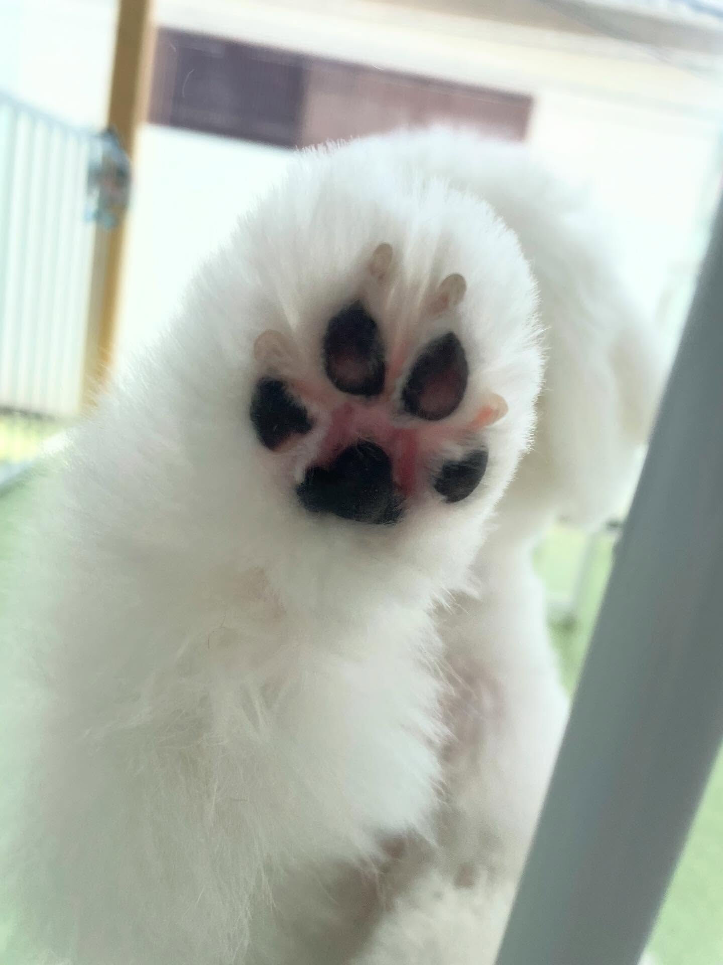 可愛いミックスたち♡