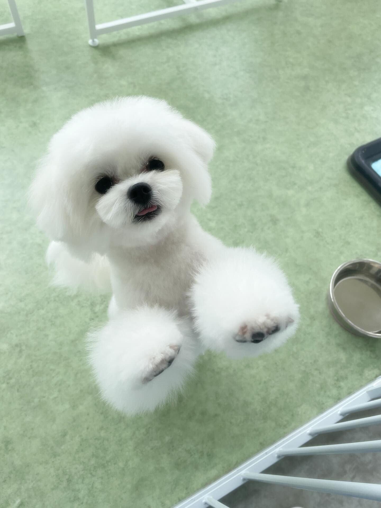 可愛いミックスたち♡