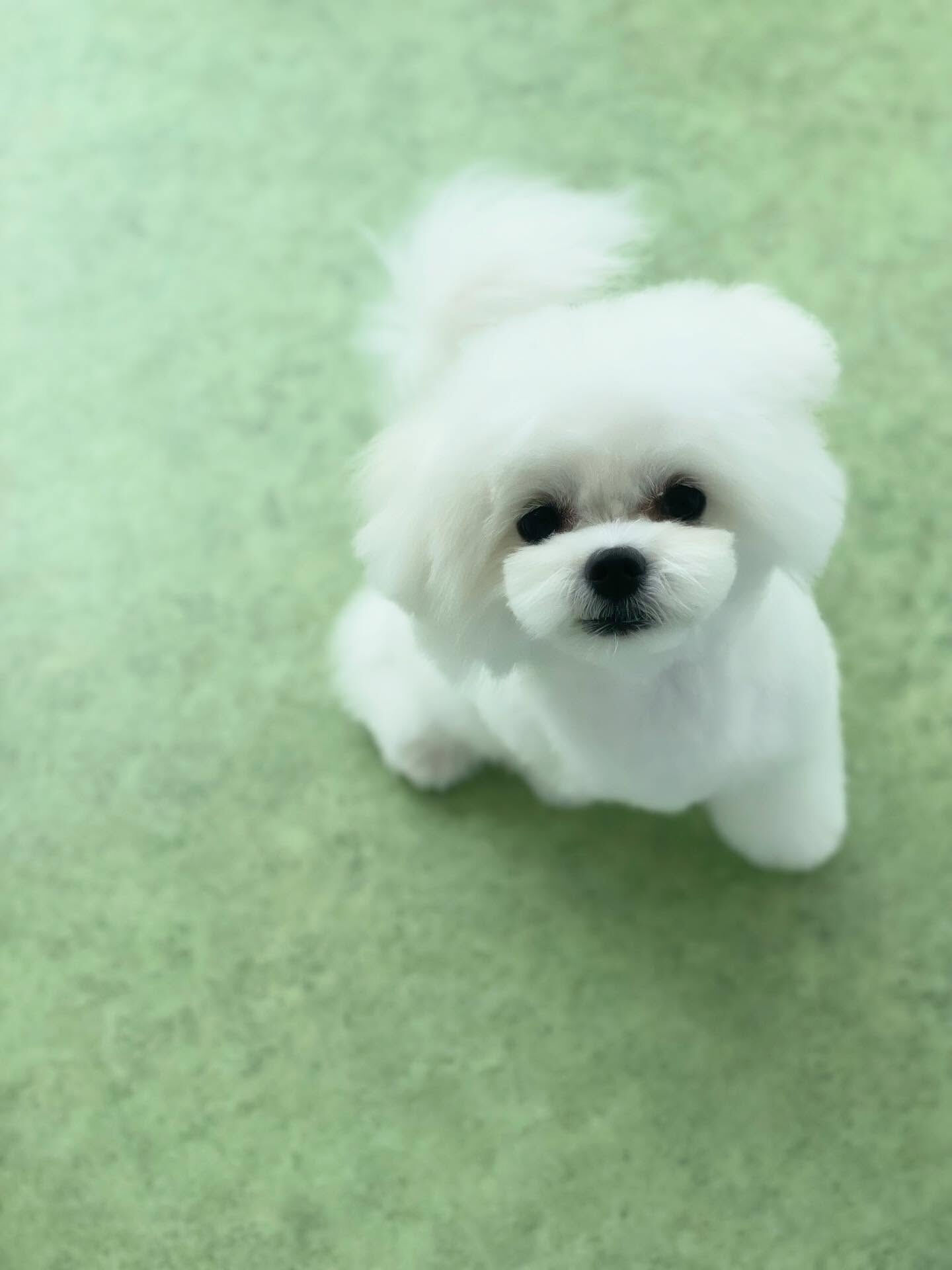 可愛いミックスたち♡
