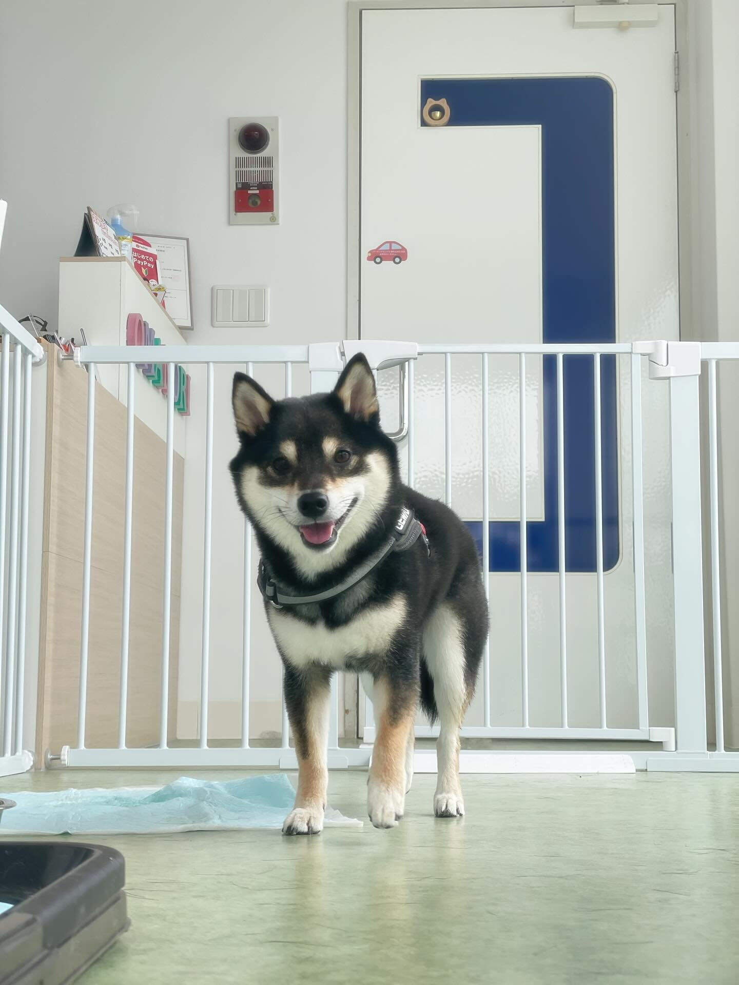 今日はしば犬DAY♪───Ｏ（≧∇≦）Ｏ────♪
