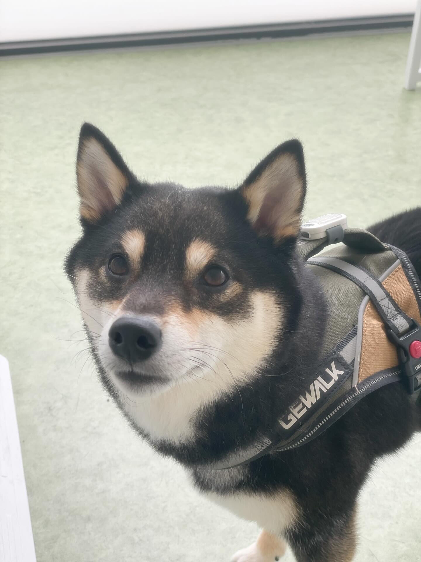 今日はしば犬DAY♪───Ｏ（≧∇≦）Ｏ────♪
