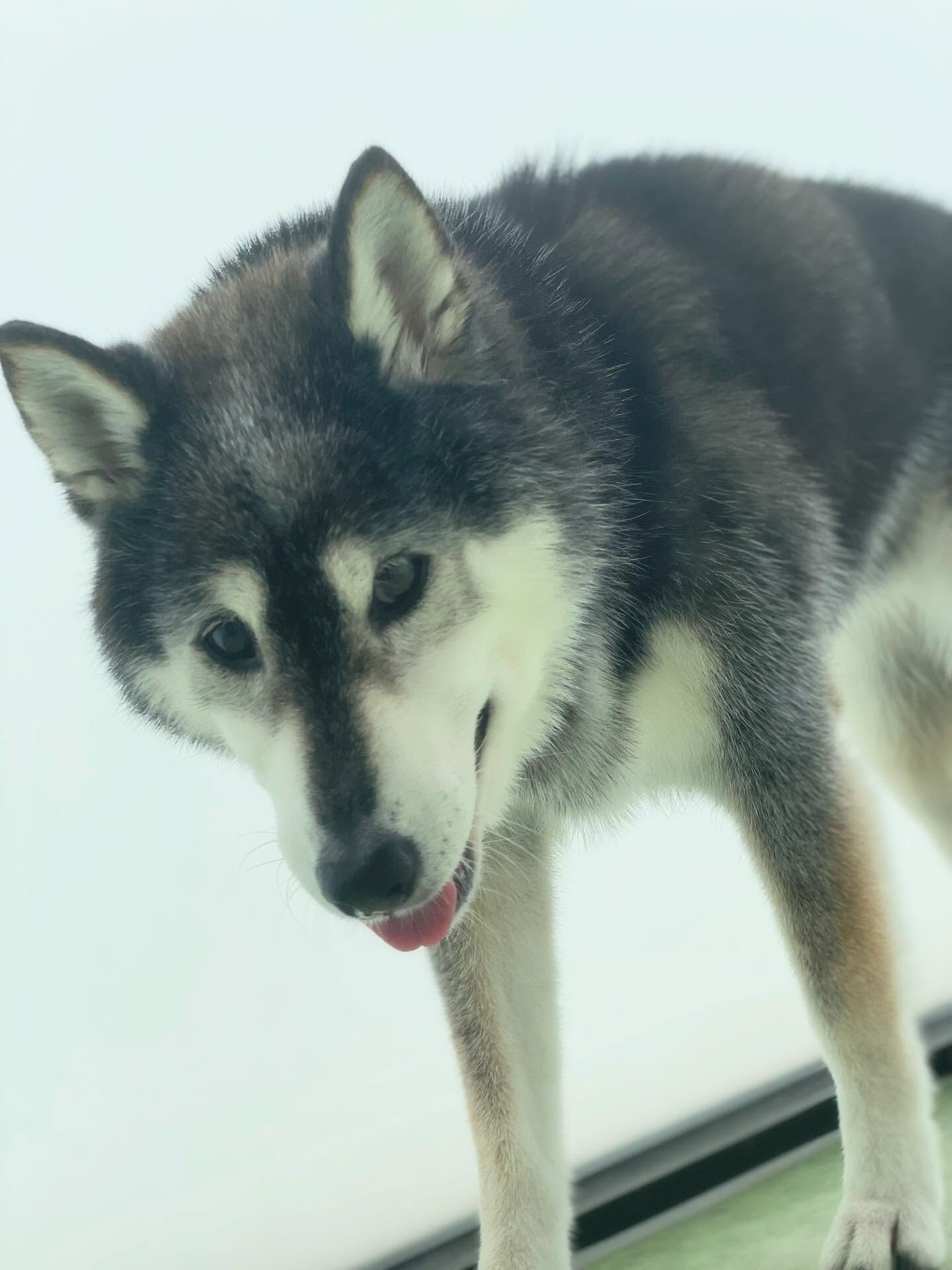 今日はしば犬DAY♪───Ｏ（≧∇≦）Ｏ────♪