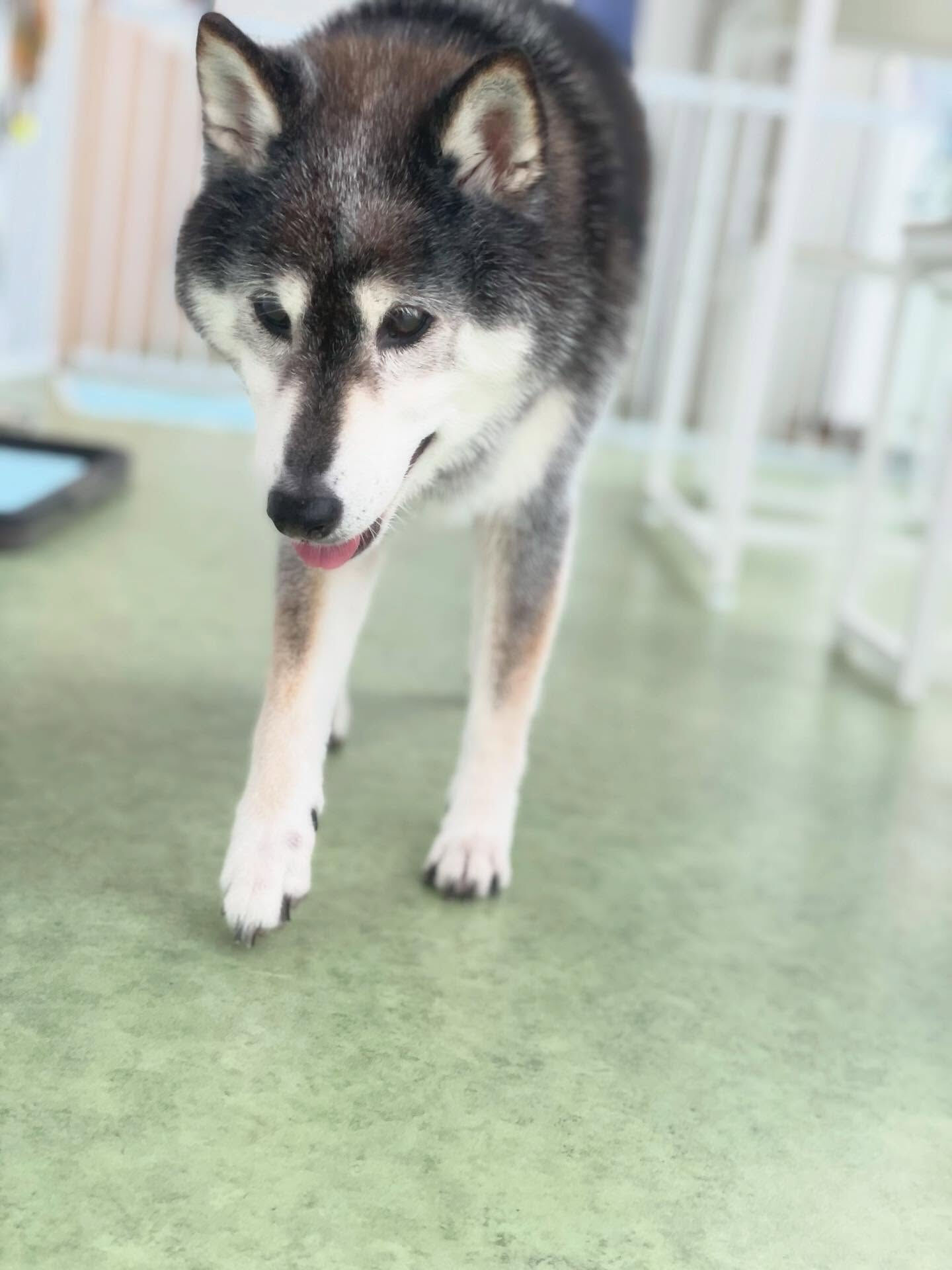 今日はしば犬DAY♪───Ｏ（≧∇≦）Ｏ────♪