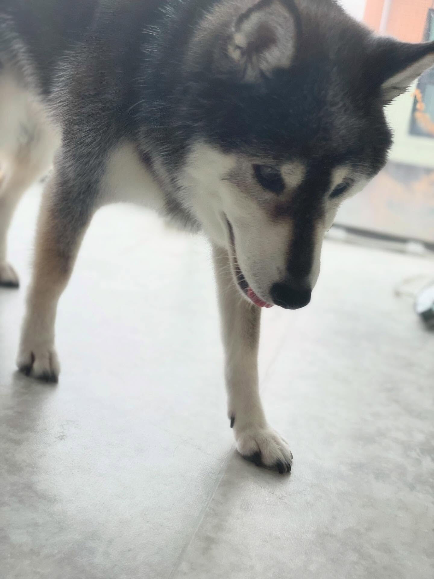 今日はしば犬DAY♪───Ｏ（≧∇≦）Ｏ────♪