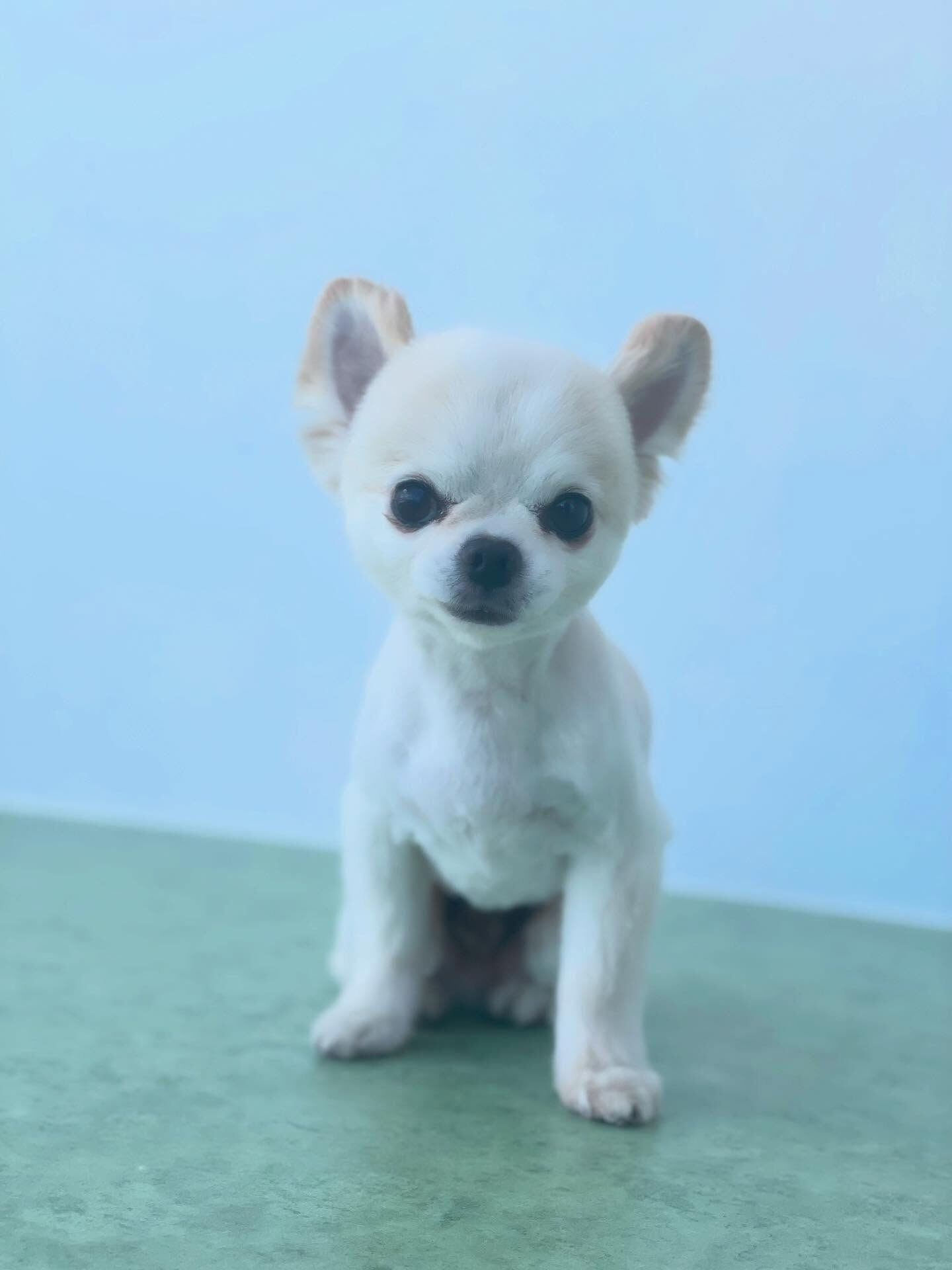 人懐っこいチワワちゃん♡