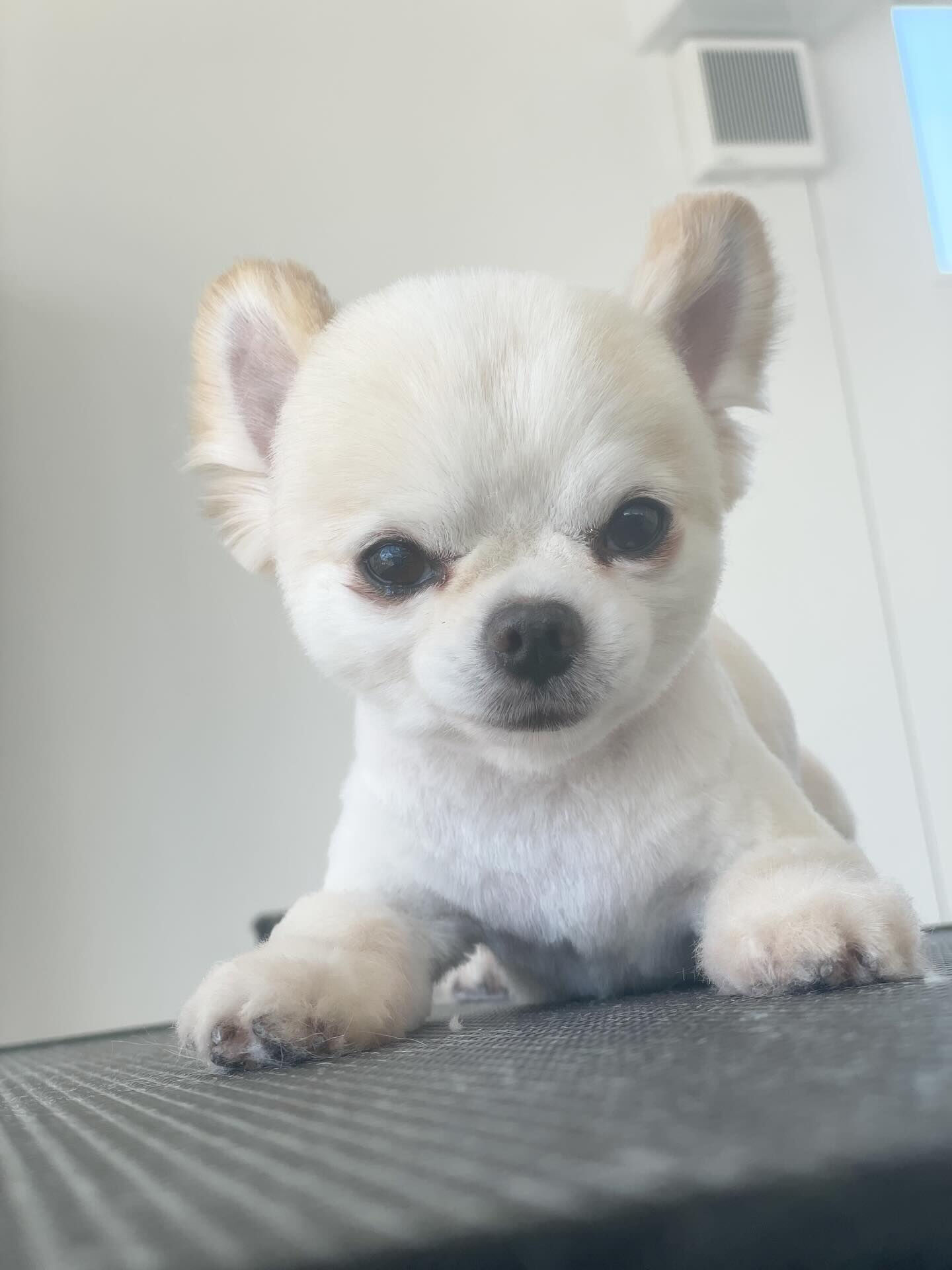 人懐っこいチワワちゃん♡