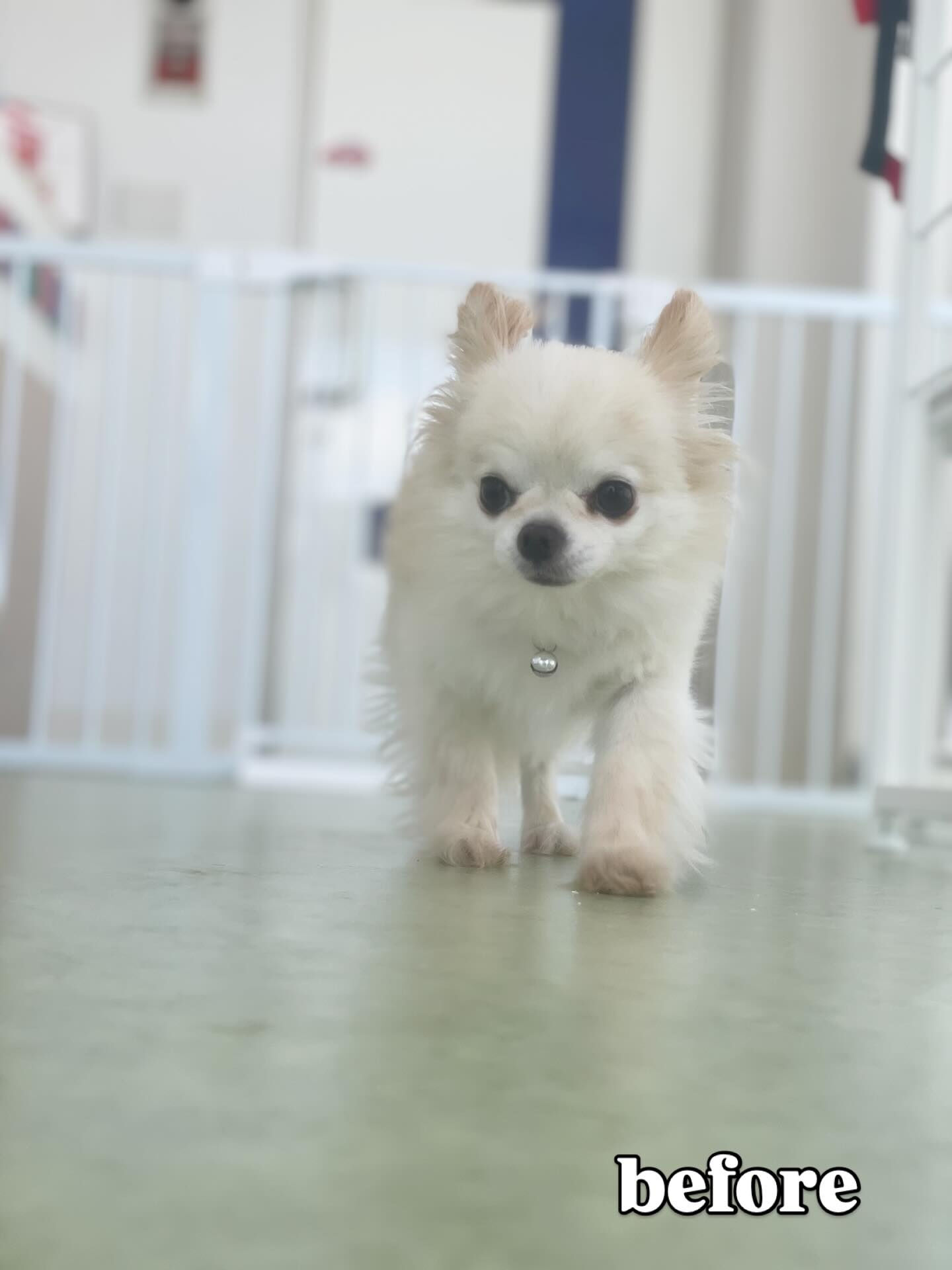 人懐っこいチワワちゃん♡