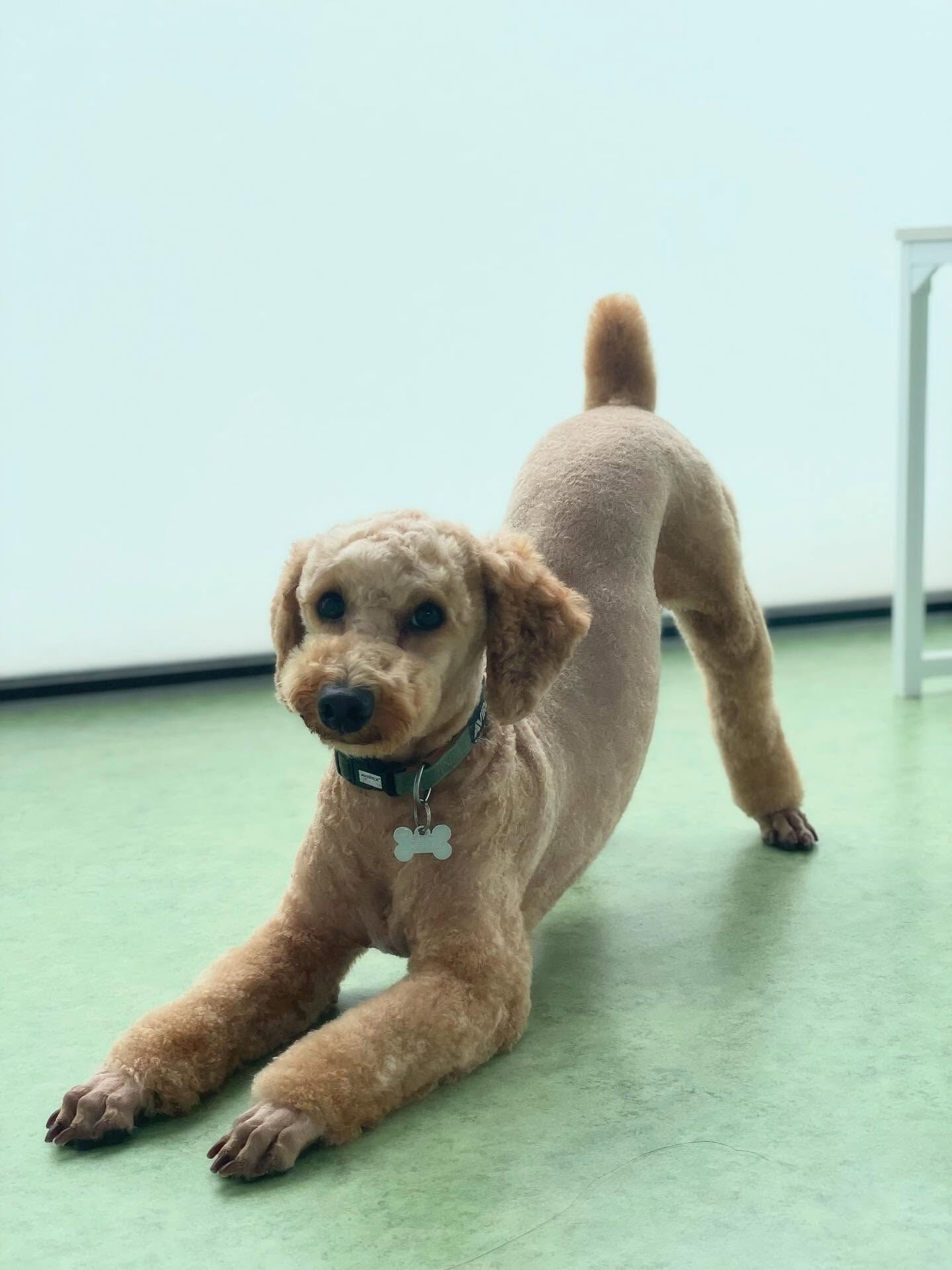 ブラッシングしなくていいスタイル✨