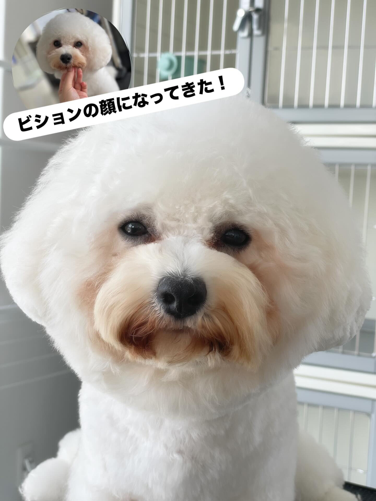 ぼんちゃんの顔の毛が育ってきた👏