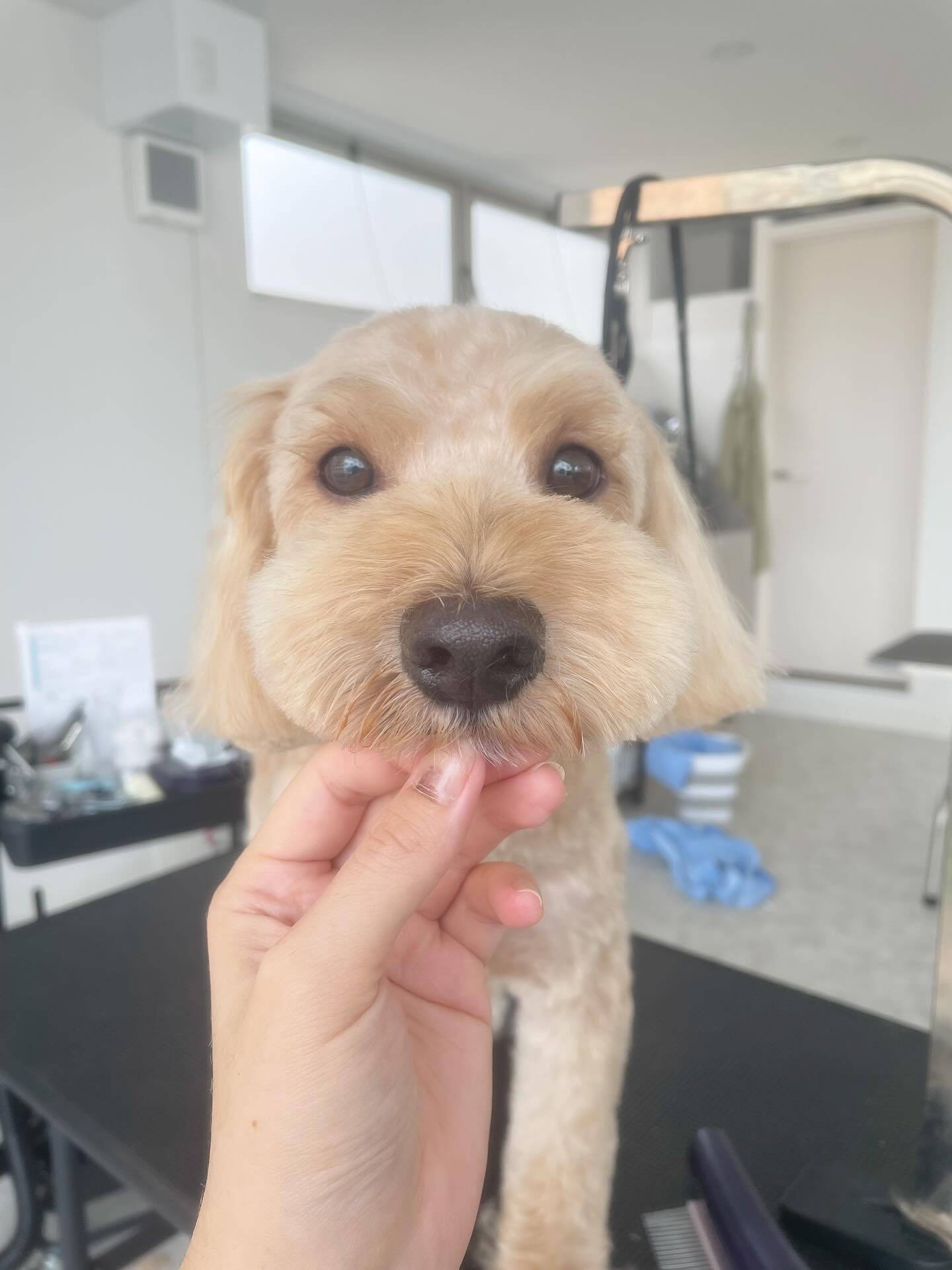 ぼんちゃんの顔の毛が育ってきた👏